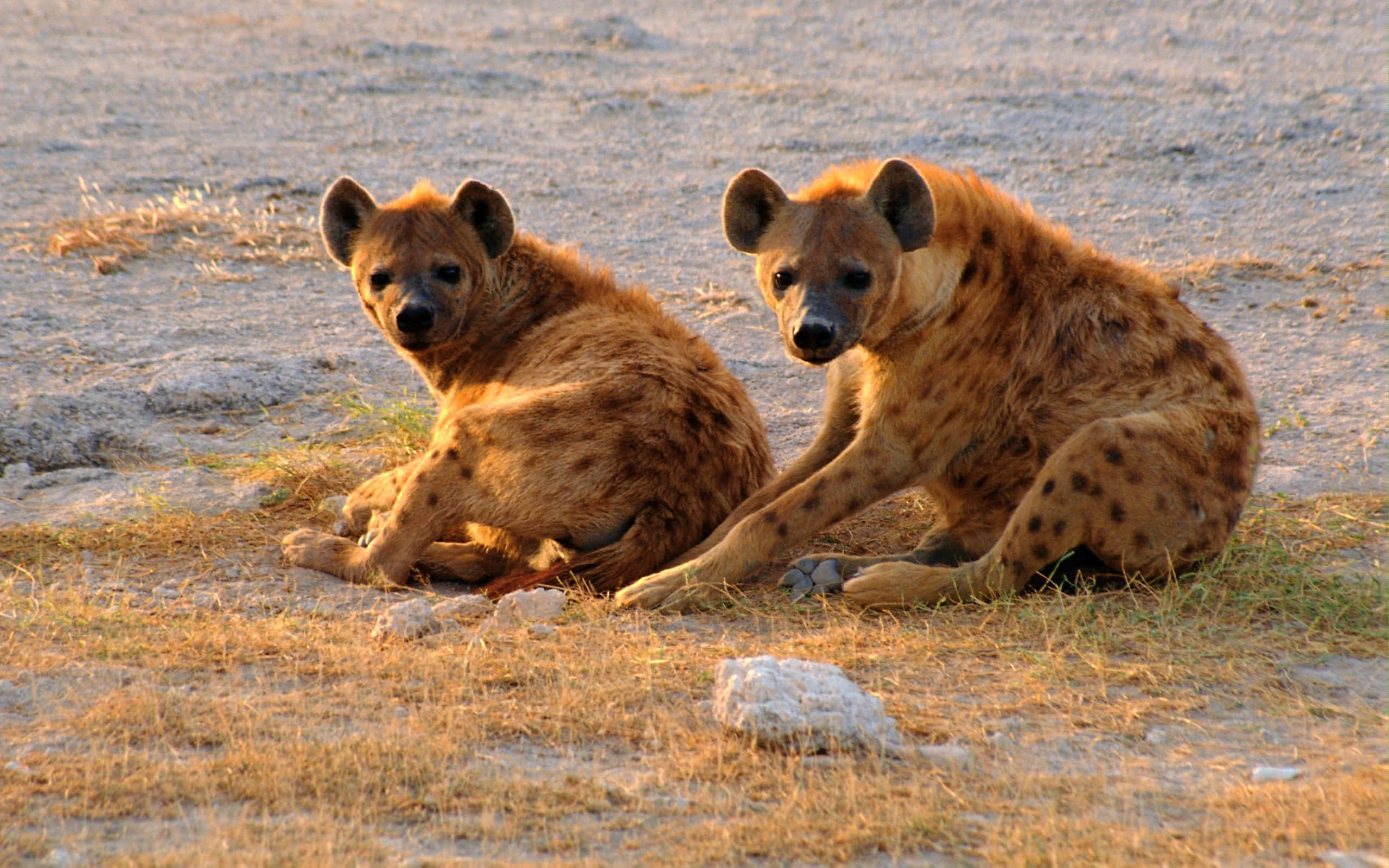 Brown Hyena, savanna, golden sunset light, 2K Desktop Wallpaper