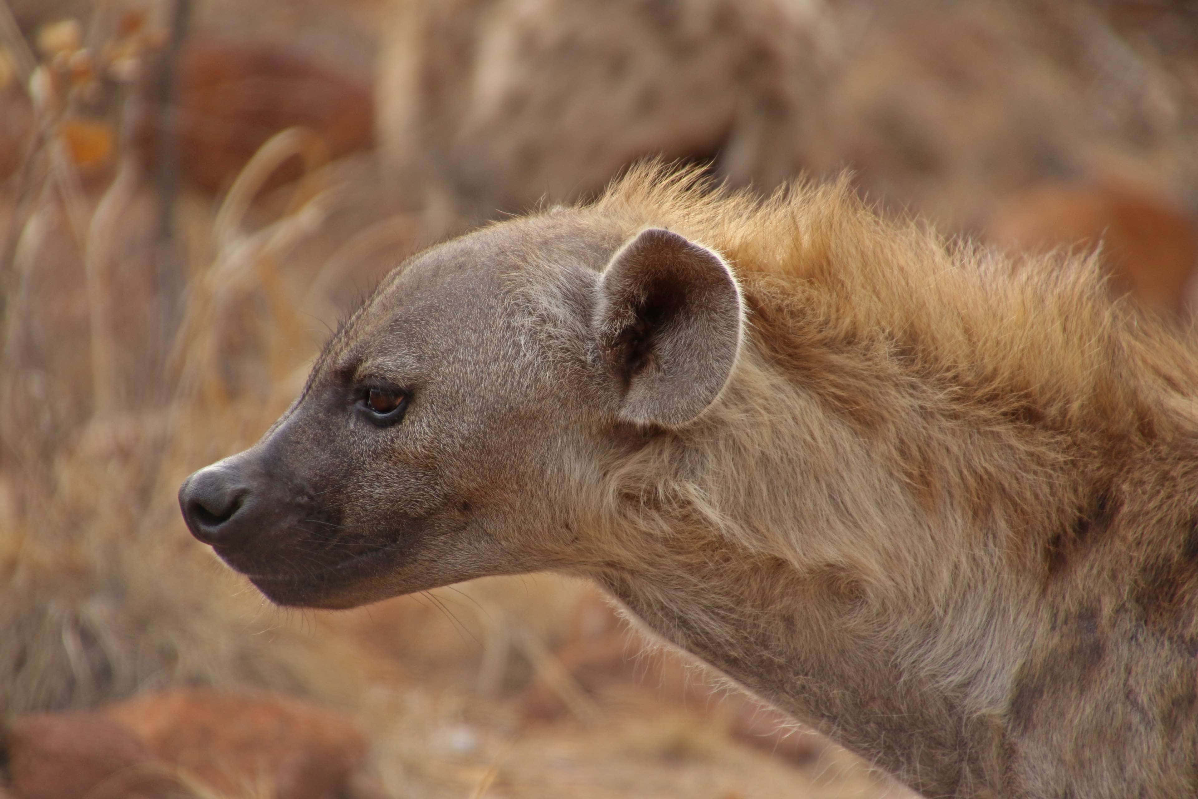 Brown Hyena, spotted hyena, dry grass, 4K Desktop Wallpaper