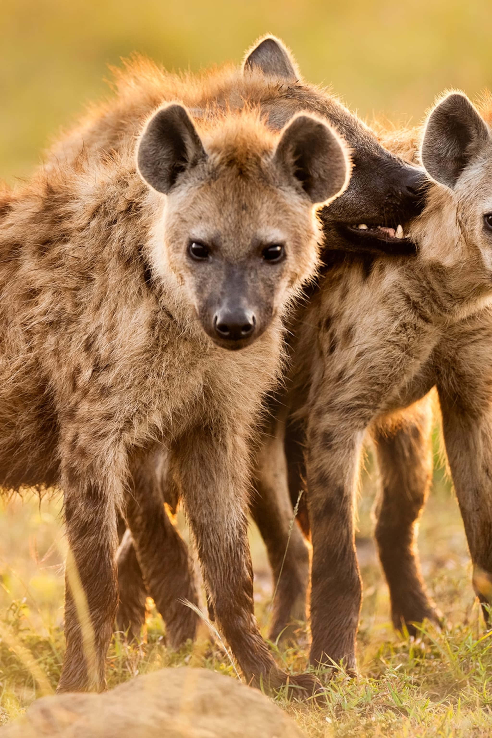 Brown Hyenas, golden grass, golden light, 2K Phone Wallpaper
