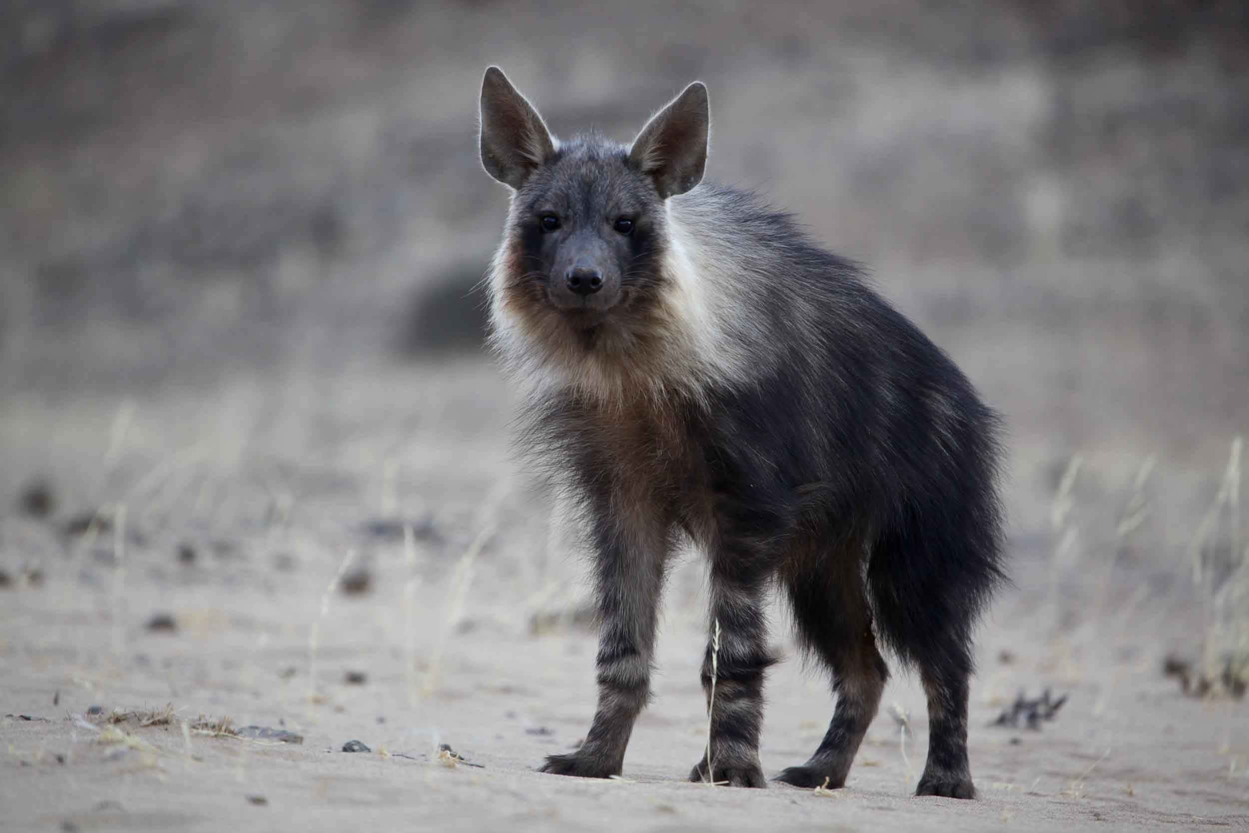 Brown Hyena, striped hyena, sandy ground, Full HD Desktop Wallpaper