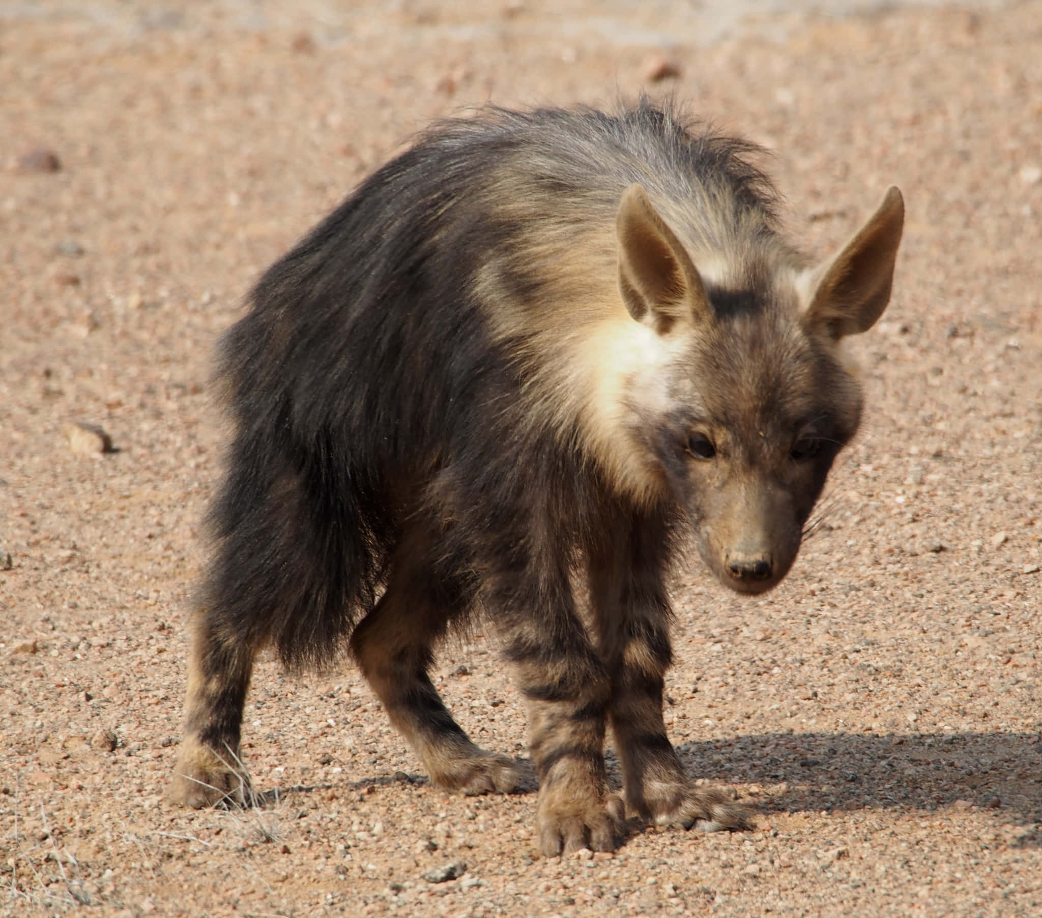 Brown Hyena, sandy ground, sunlit fur, Full HD Desktop Wallpaper