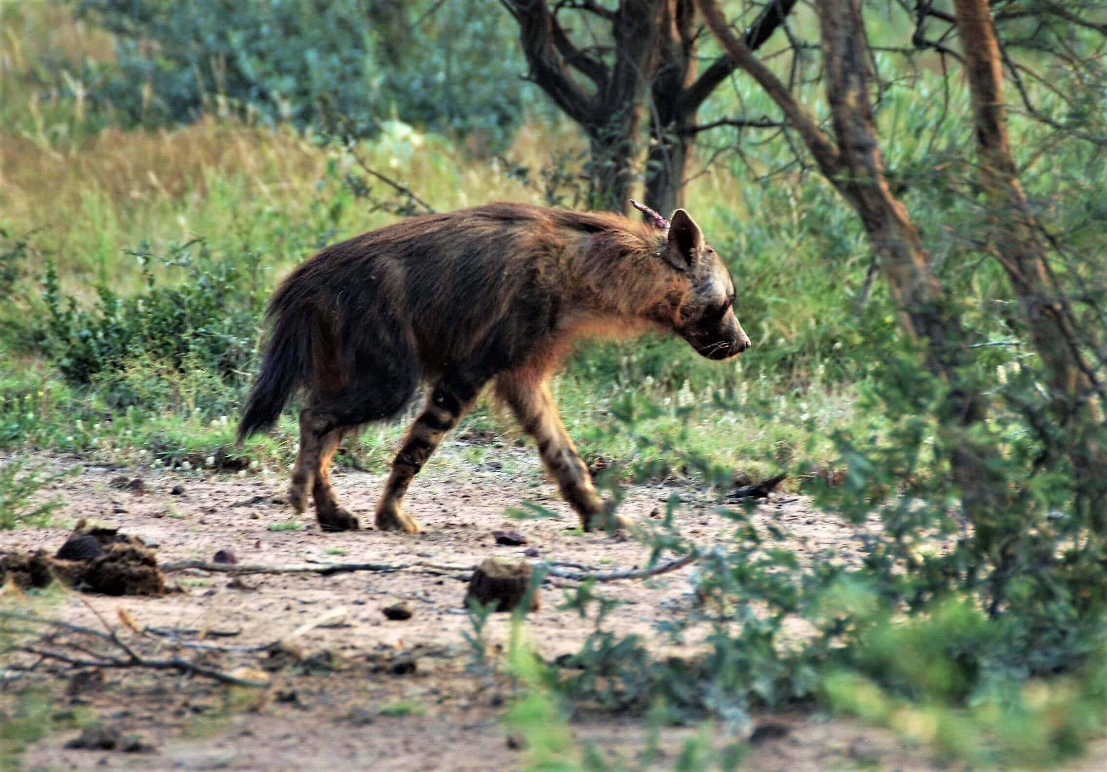 Brown Hyena, savanna clearing, sunlit, Full HD Desktop Wallpaper