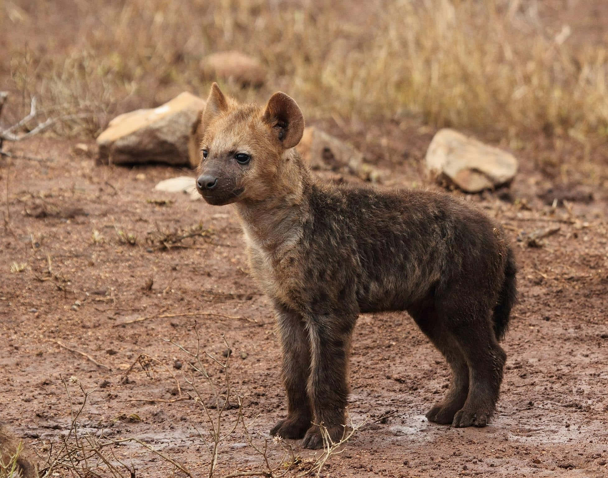 Brown Hyena, cub, wilderness, Full HD Desktop Wallpaper