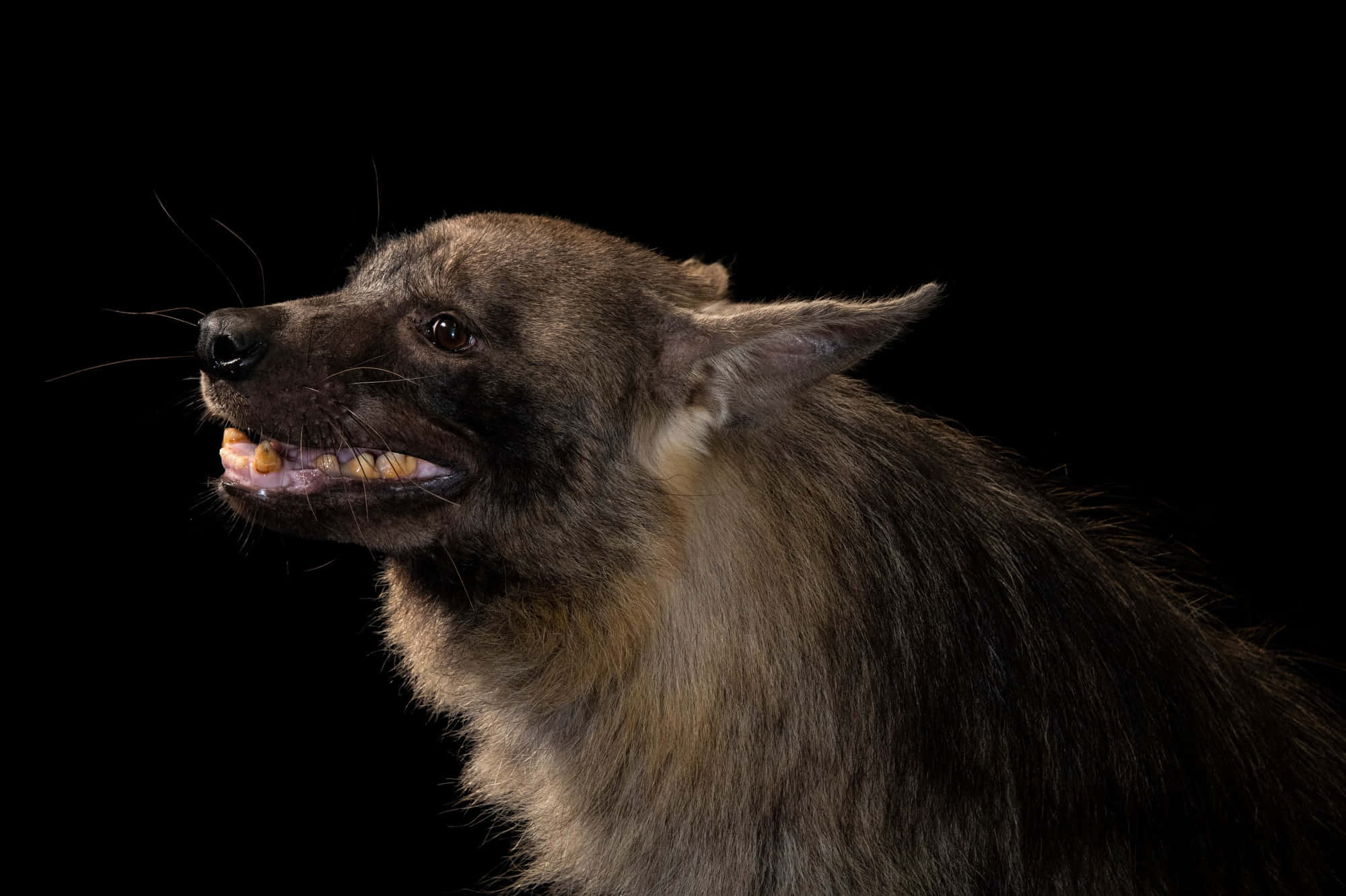 Brown Hyena, profile portrait, black background, Full HD Desktop Wallpaper
