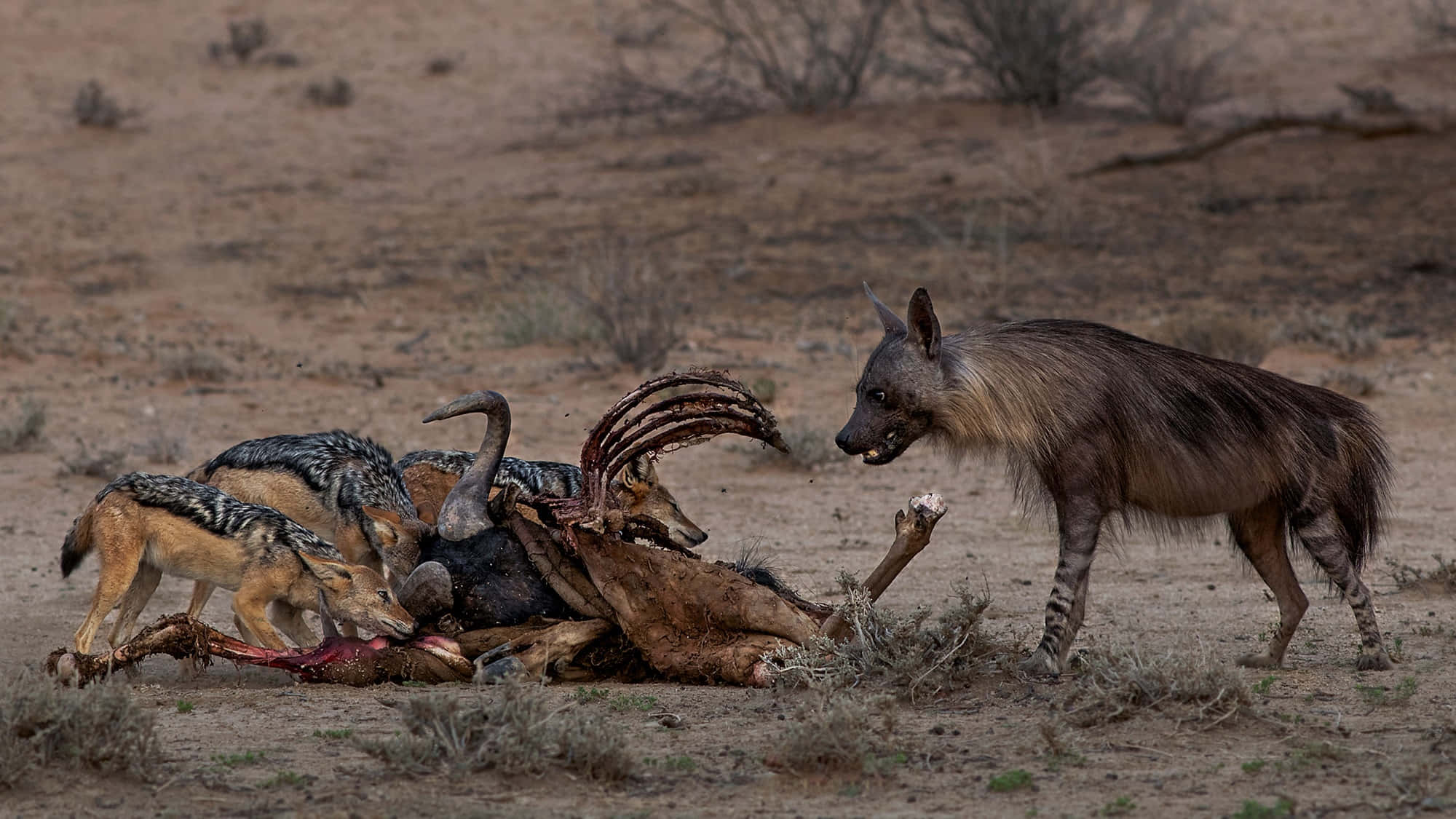 Brown Hyena, Jackals, carcass, Full HD Desktop Wallpaper