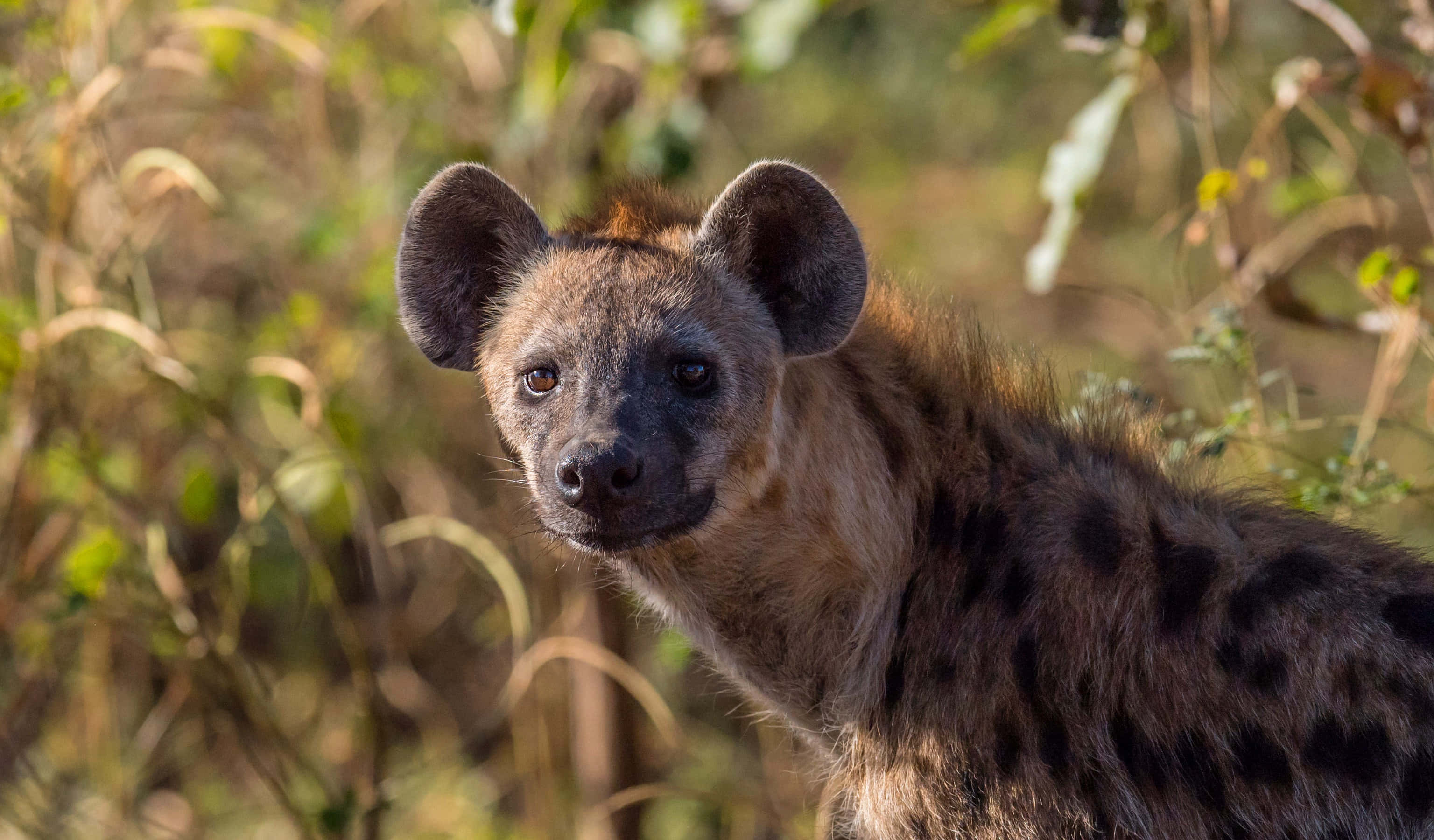 Brown Hyena, spotted hyena, sunlit grasses, 2K Desktop Wallpaper