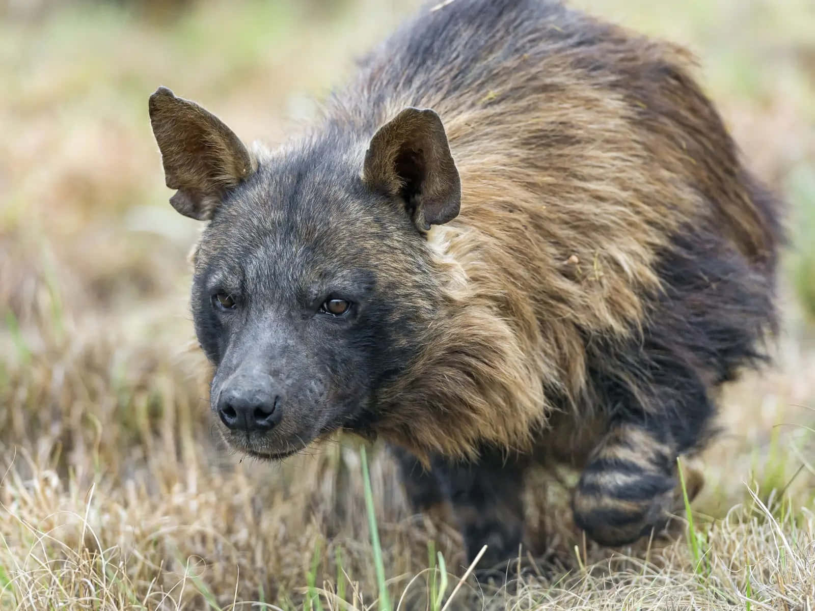 Brown Hyena, grassland, dry grass, HD Desktop Wallpaper