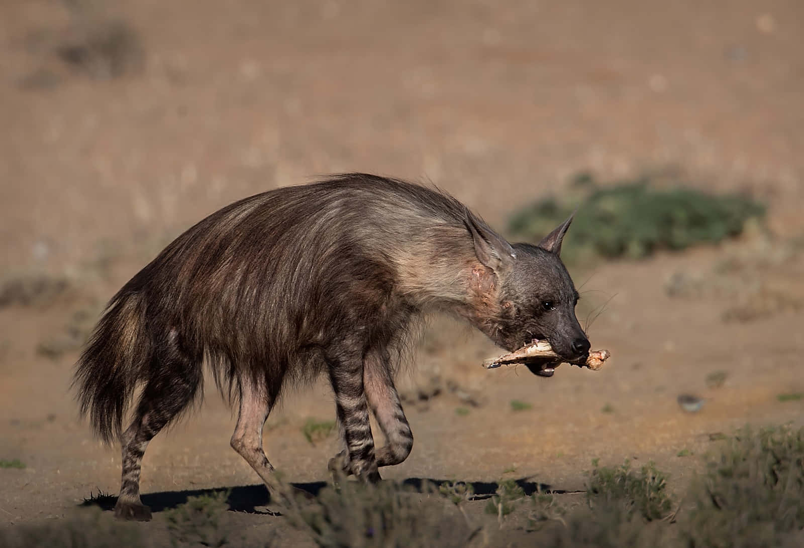 Brown Hyena, bone, arid earth, HD Desktop Wallpaper