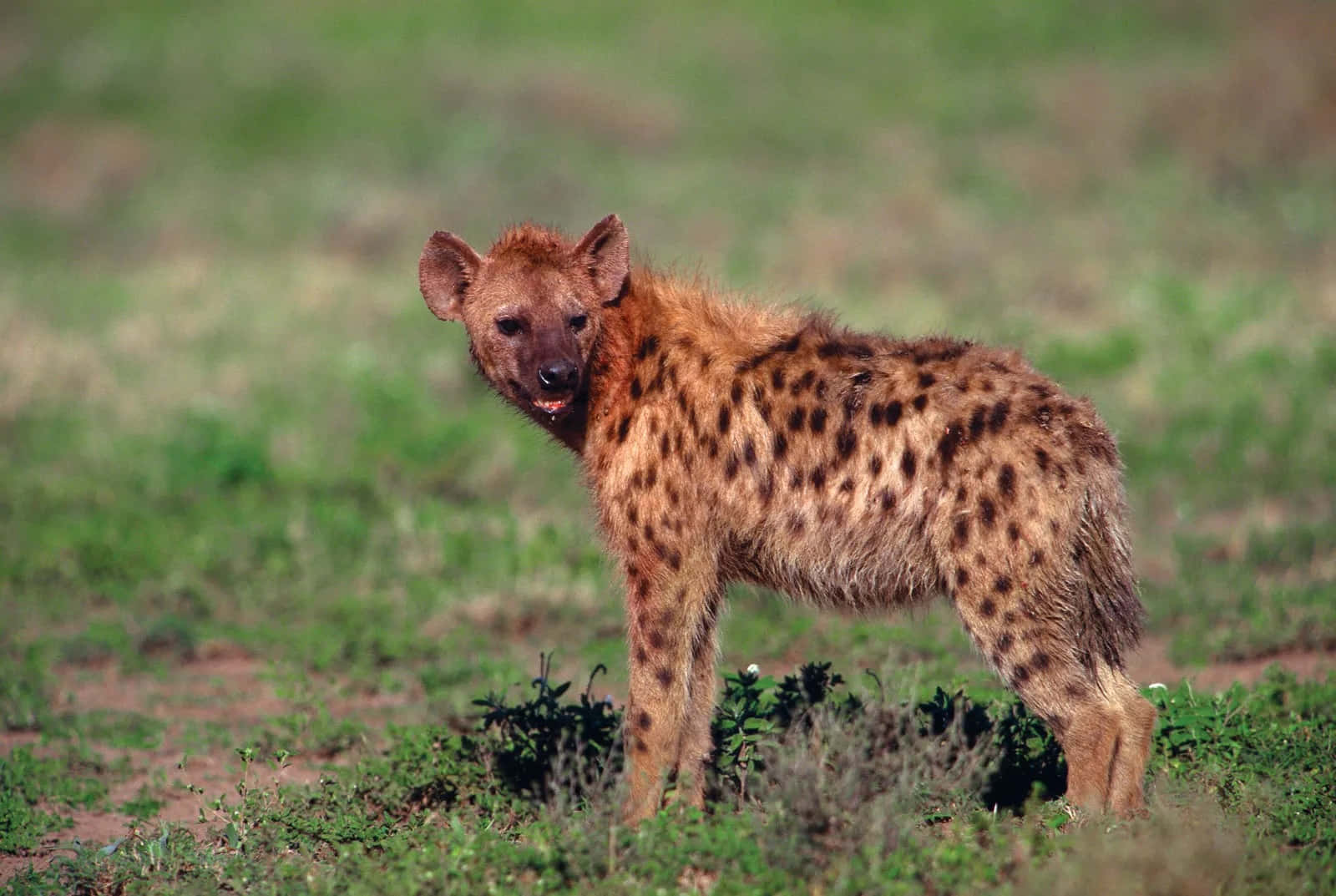 Brown Hyena, grassy savanna, earthy tones, HD Desktop Wallpaper