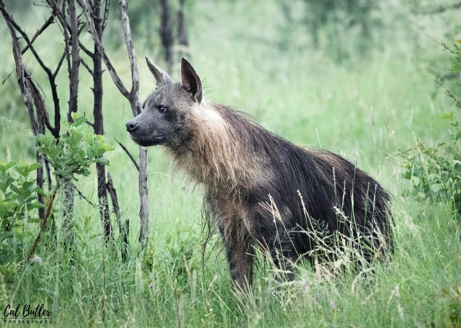 Brown Hyena, green grassland, misty savanna, HD Desktop Wallpaper