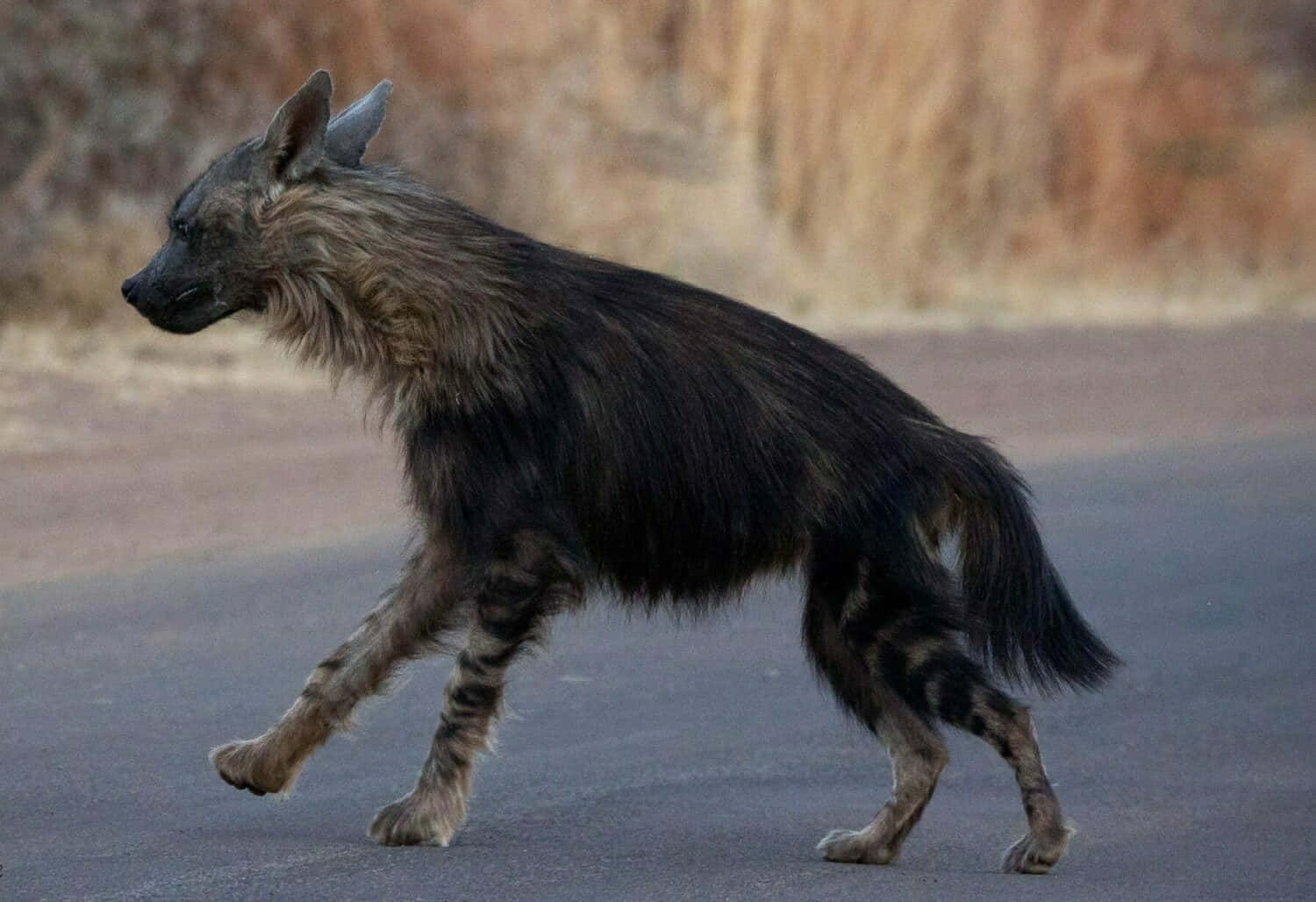 Brown Hyena, paved road, dry grass, HD Desktop Wallpaper