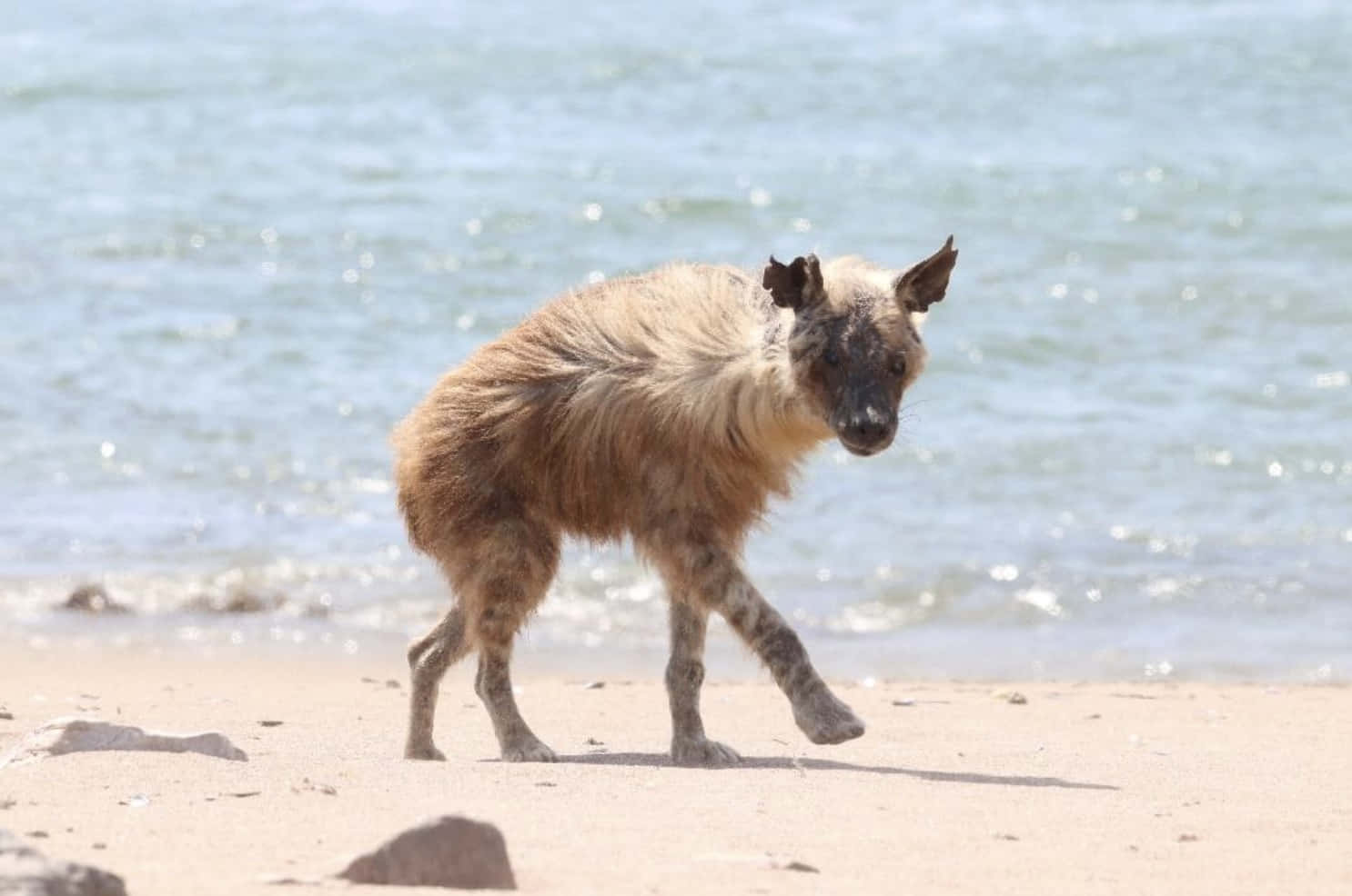 Brown Hyena, coastal stroll, sandy beach, HD Desktop Wallpaper