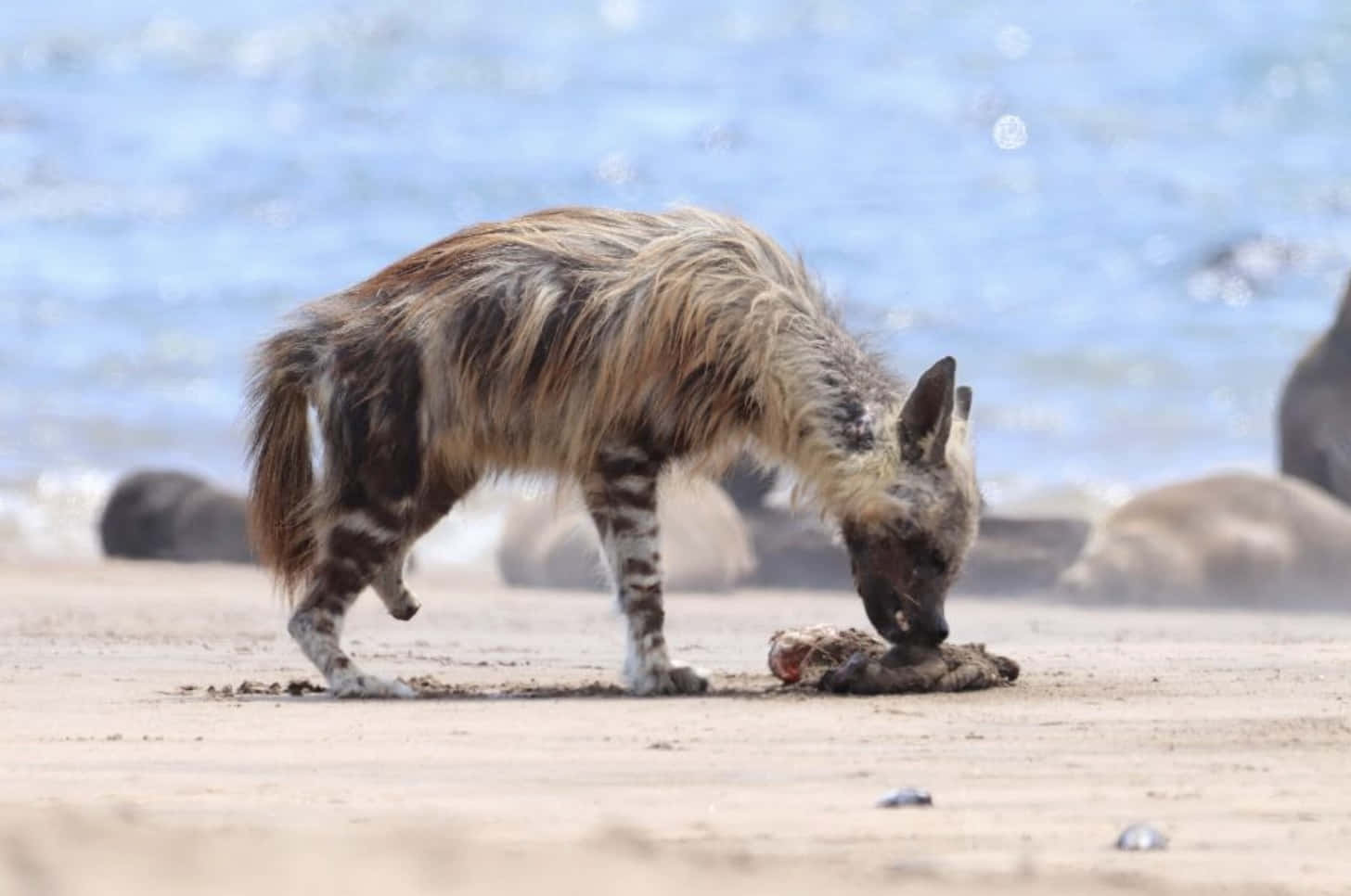 Brown Hyena, sandy beach, blurred ocean waves, HD Desktop Wallpaper
