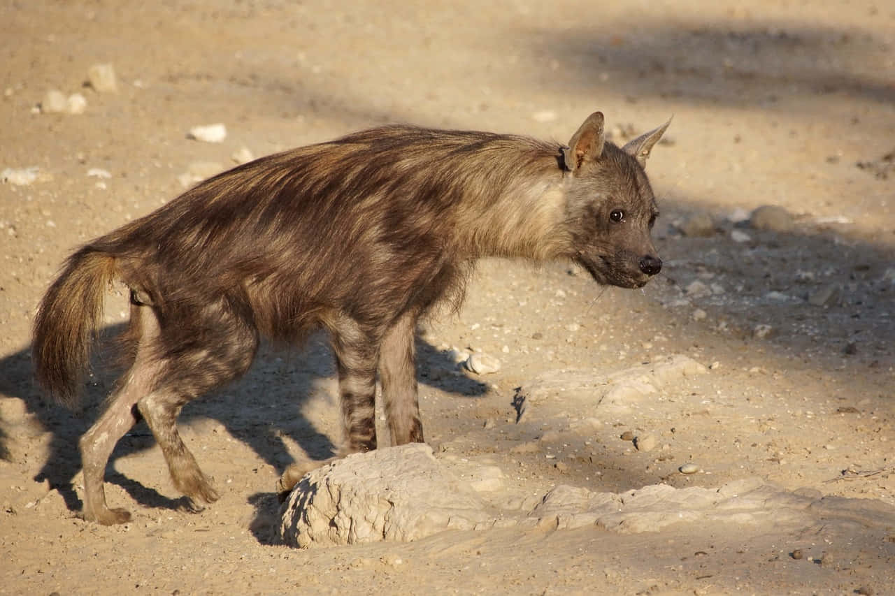 striped hyena, arid sandy ground, weathered rock, HD Desktop Wallpaper