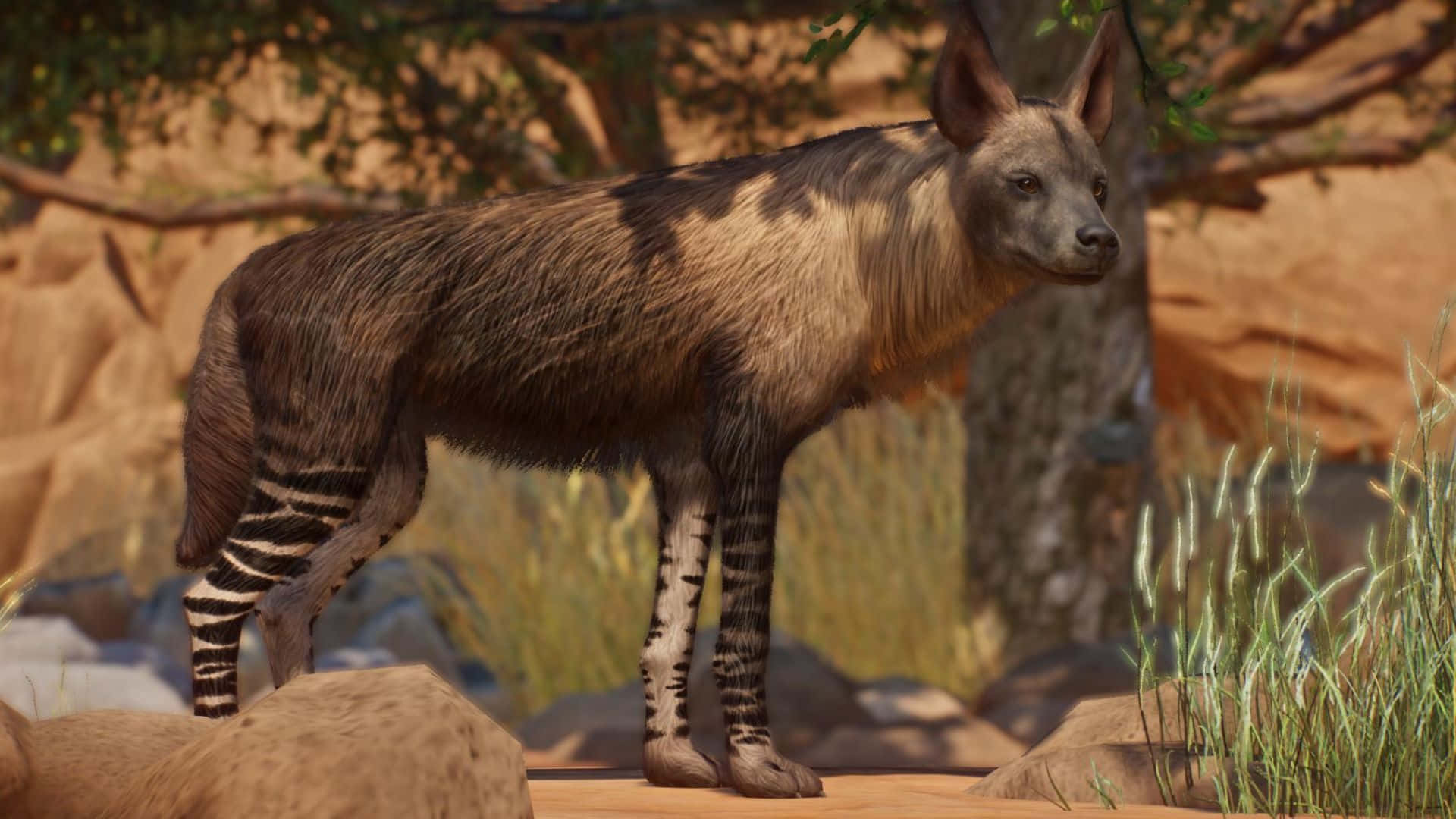 Brown Hyena, striped hyena, sunlit rocky savanna, Full HD Desktop Wallpaper