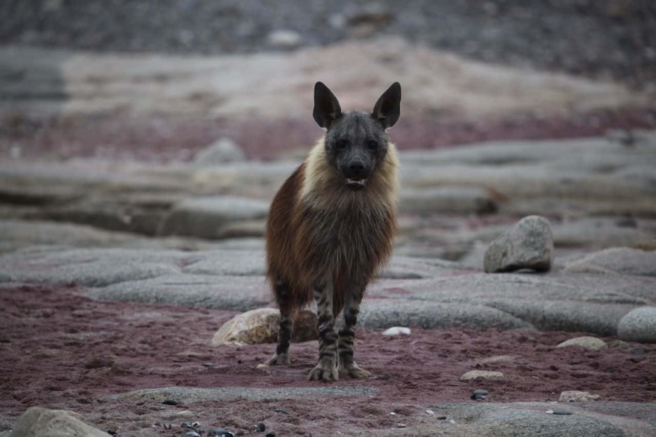 Brown Hyena, rocky shore, reddish sand, HD Desktop Wallpaper
