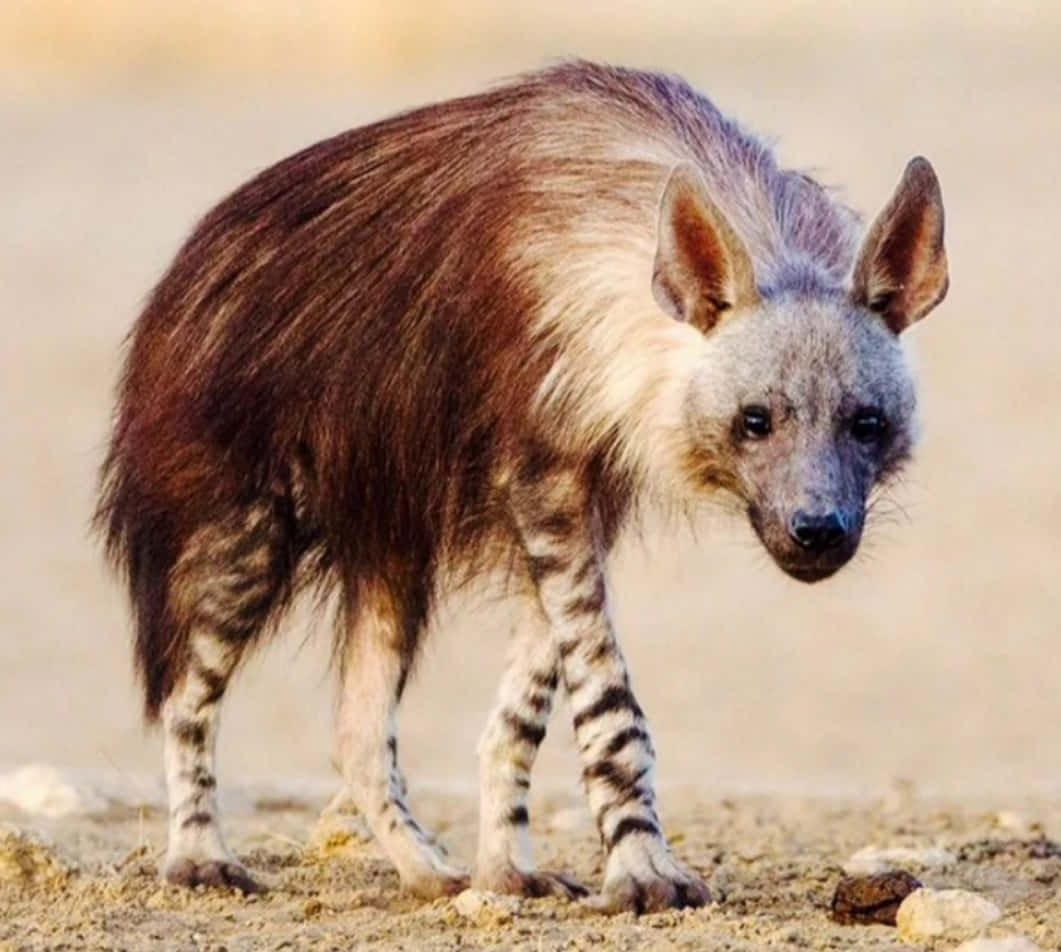 Brown Hyena, striped hyena, sandy ground, SD Desktop Wallpaper