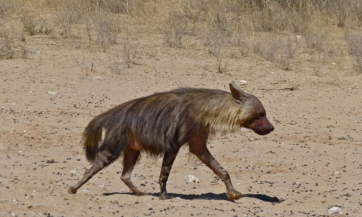 Brown Hyena, desert habitat, dry sandy plain, SD Desktop Wallpaper