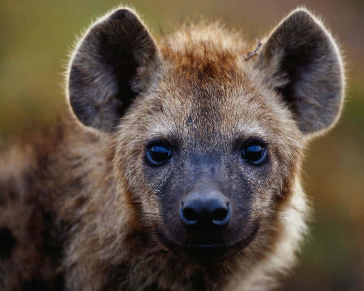 Brown Hyena, young hyena, large ears, HD Desktop Wallpaper