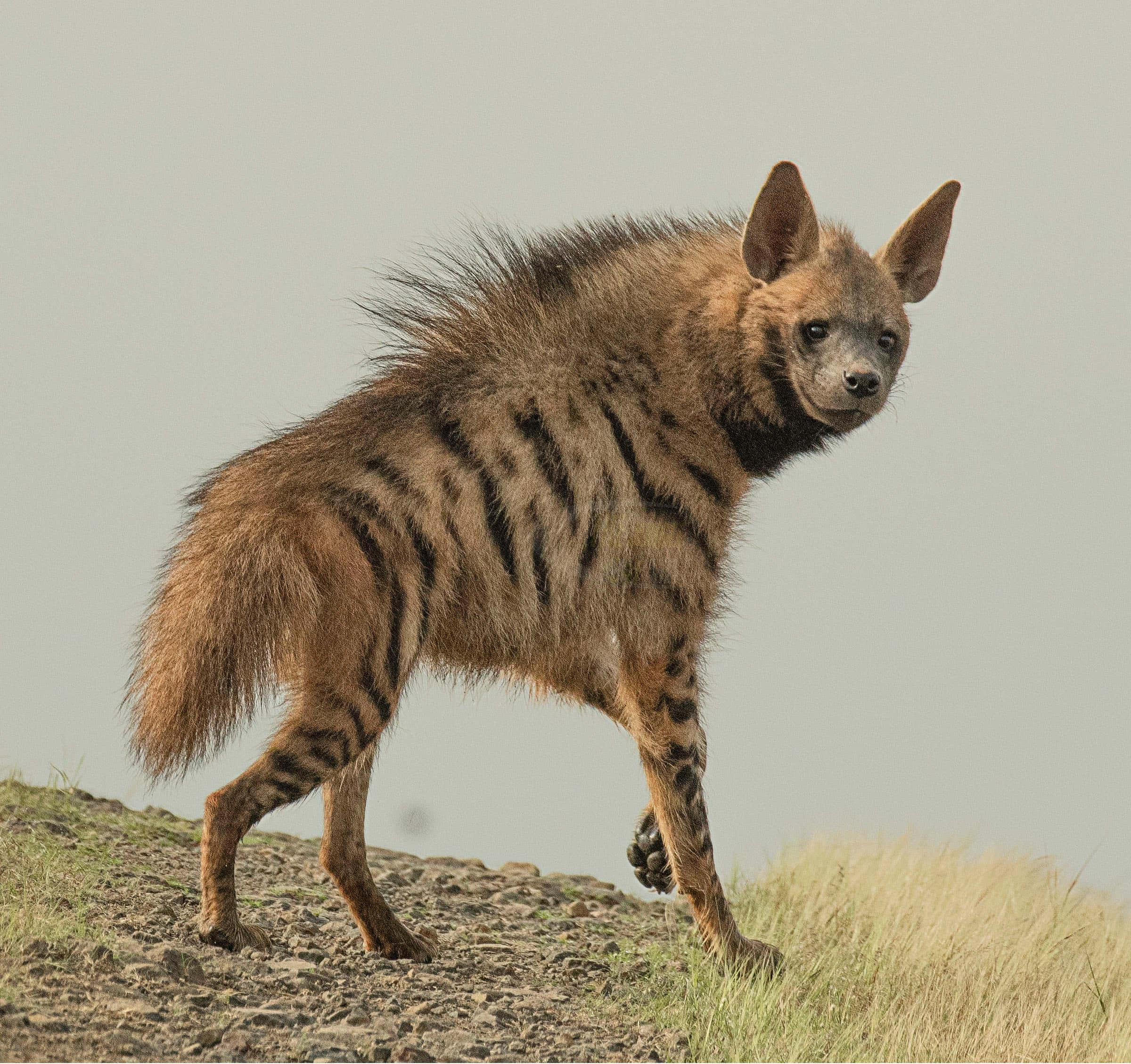 Brown Hyena, rocky hillside, dry grass, Full HD Desktop Wallpaper