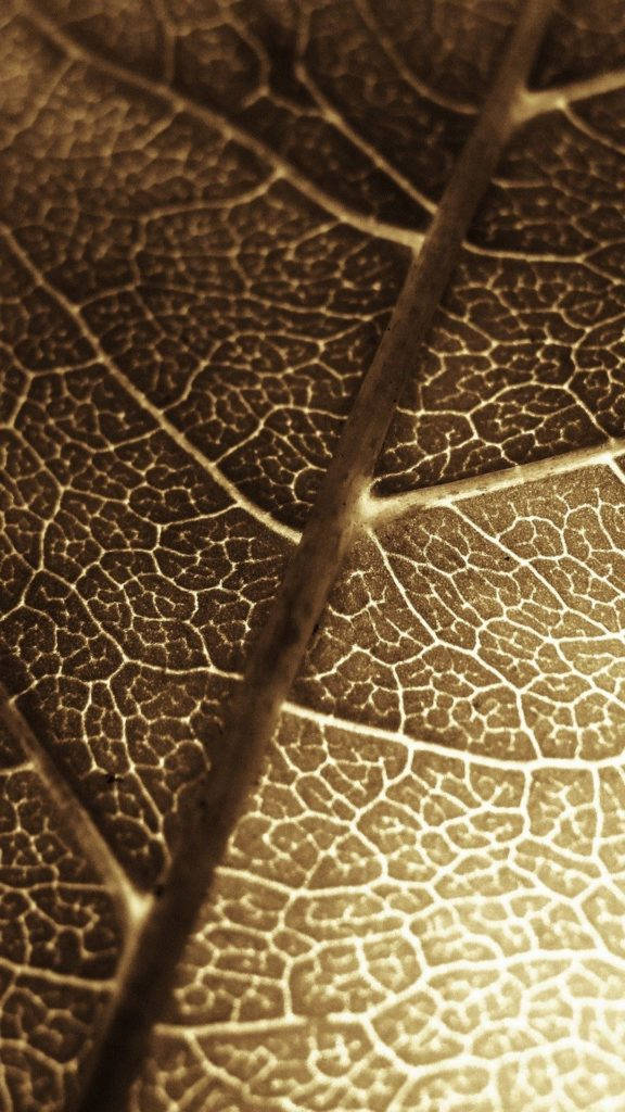 Brown iPhone, macro leaf, golden light, SD Phone Wallpaper