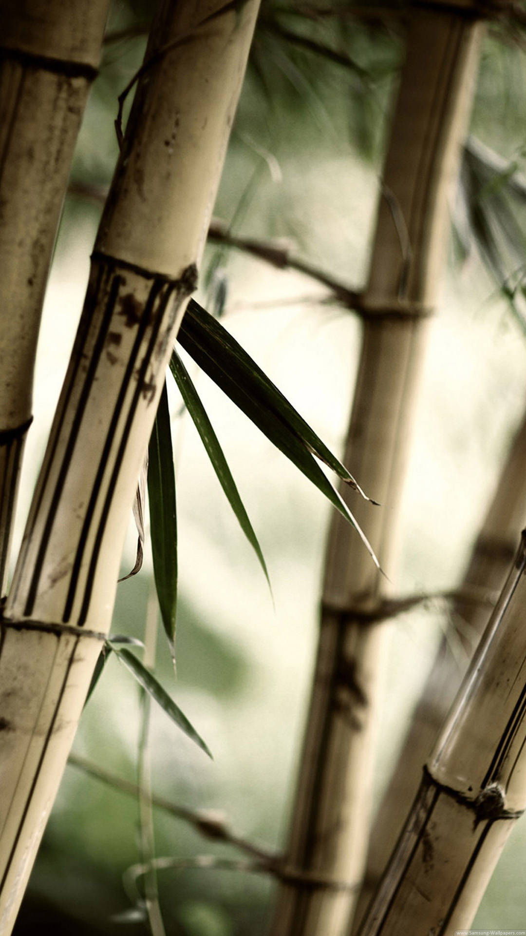 brown bamboo, iPhone, tall bamboo stalks, Full HD Phone Wallpaper
