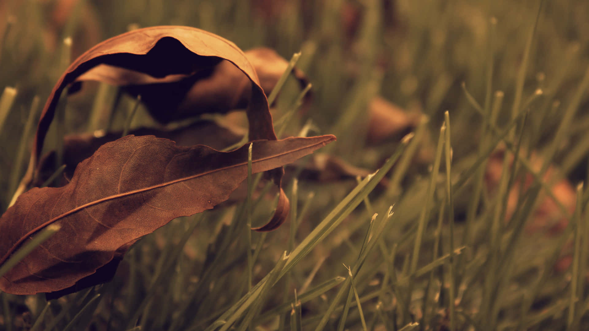 brown leaves, forest floor, brown dried leaf, Full HD Desktop Wallpaper