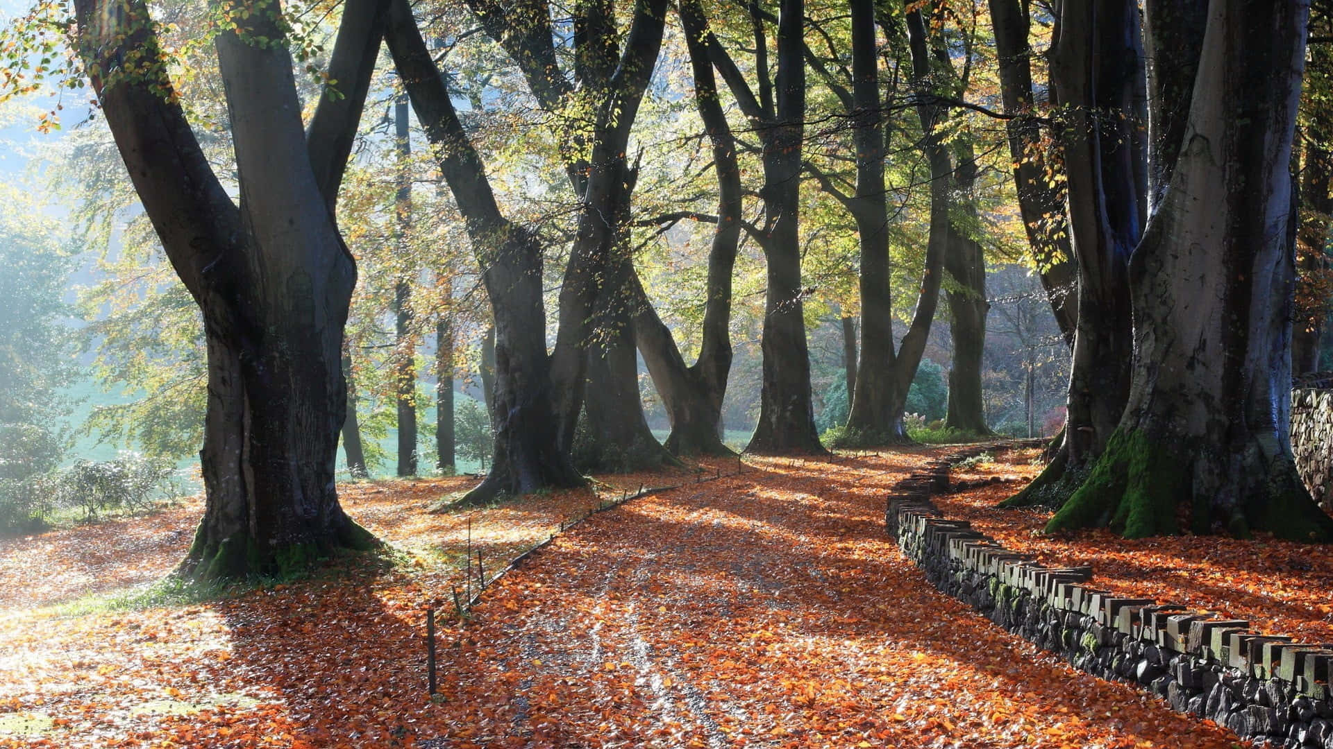 brown leaves, autumn leaves, golden light, Full HD Desktop Wallpaper