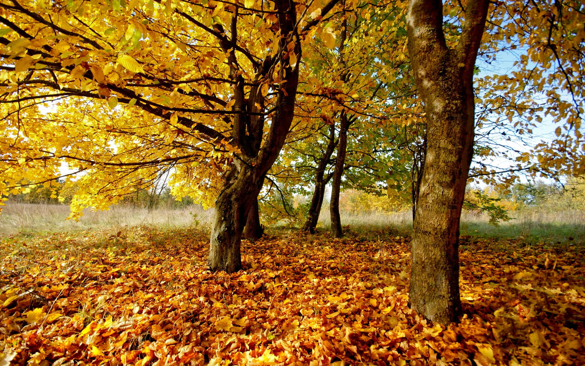 brown leaves, golden brown leaves, autumn, Full HD Desktop Wallpaper