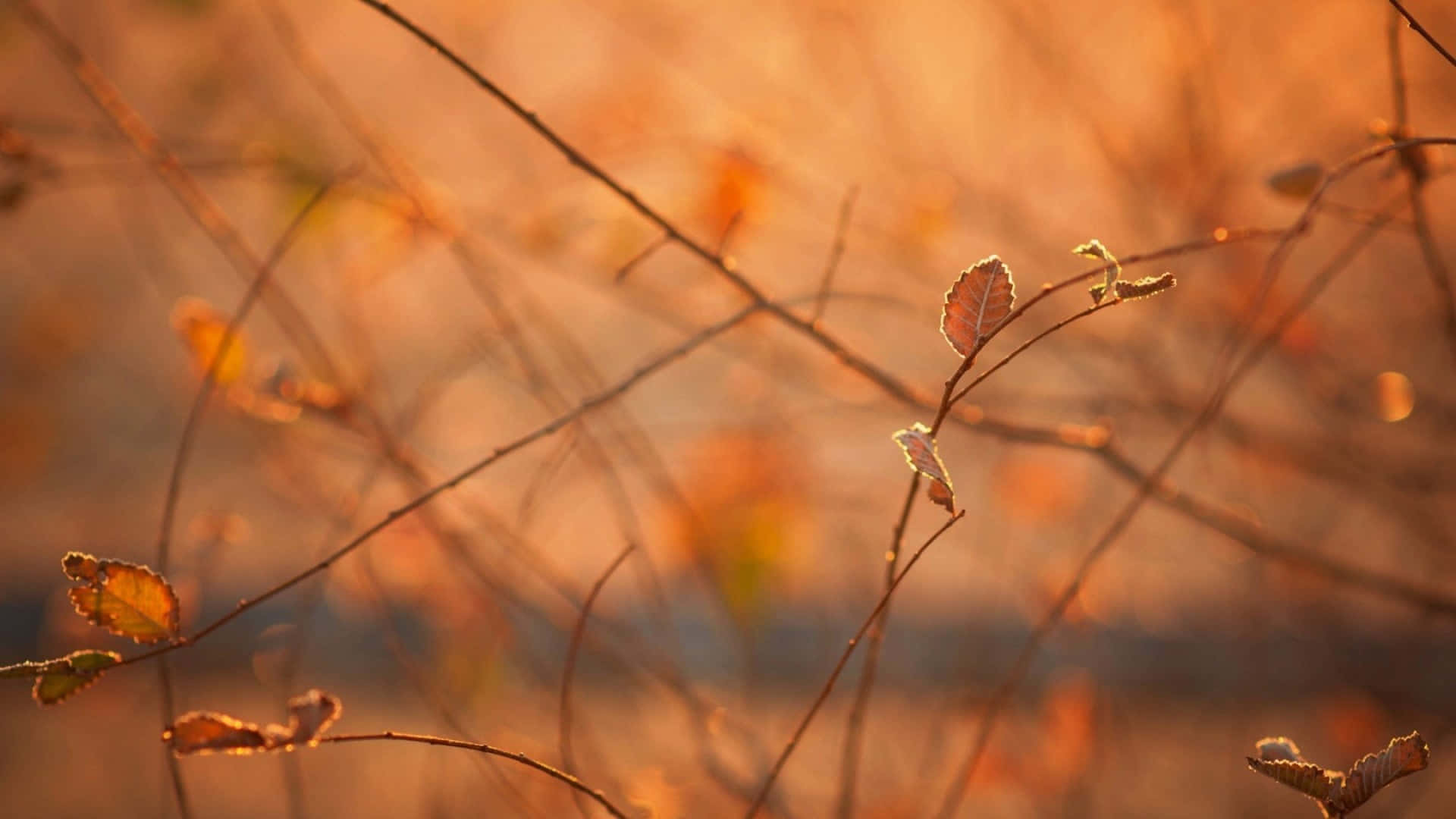 Brown Leaves, autumn, golden sunset, Full HD Desktop Wallpaper