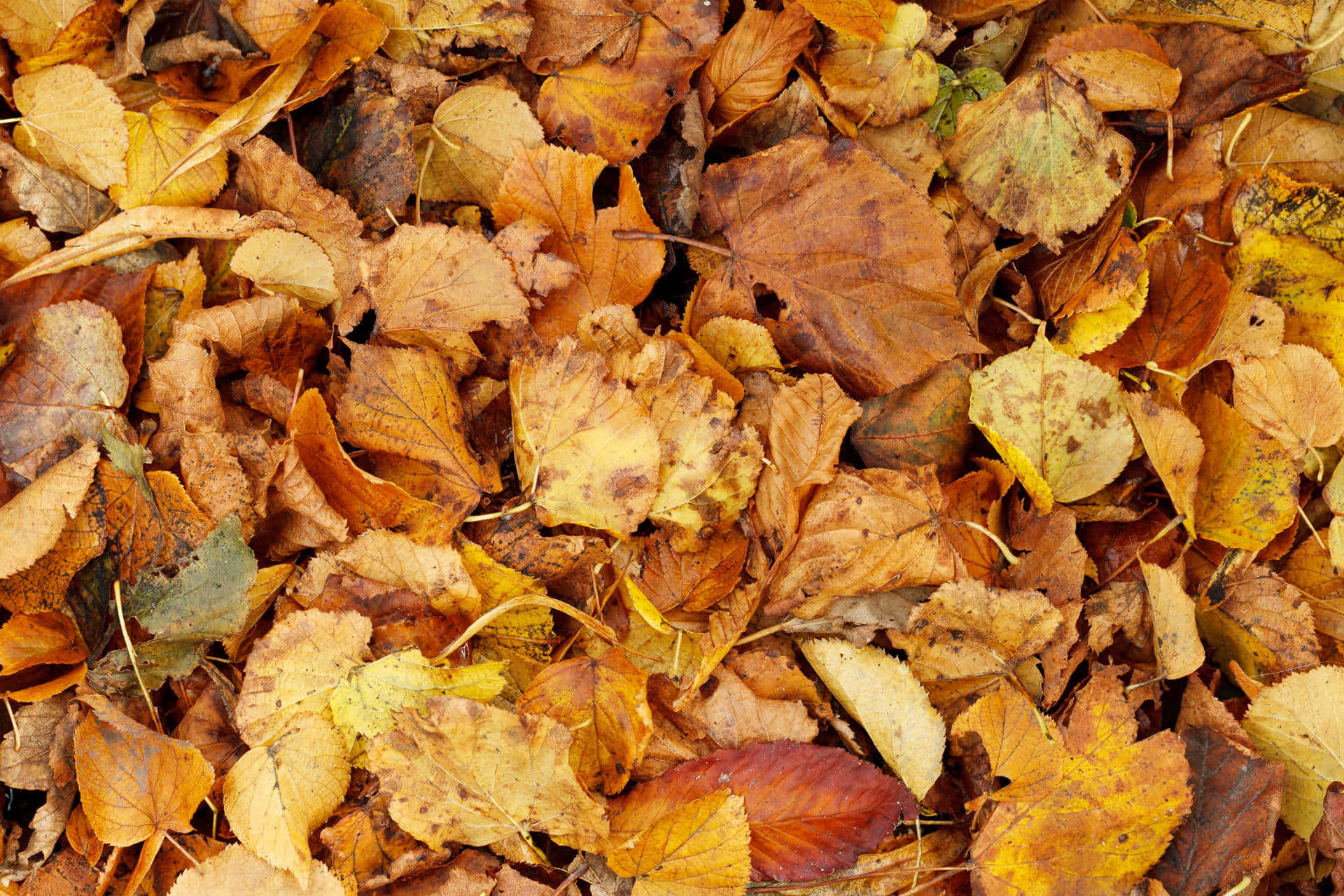 brown leaves, autumn, golden brown, Full HD Desktop Wallpaper