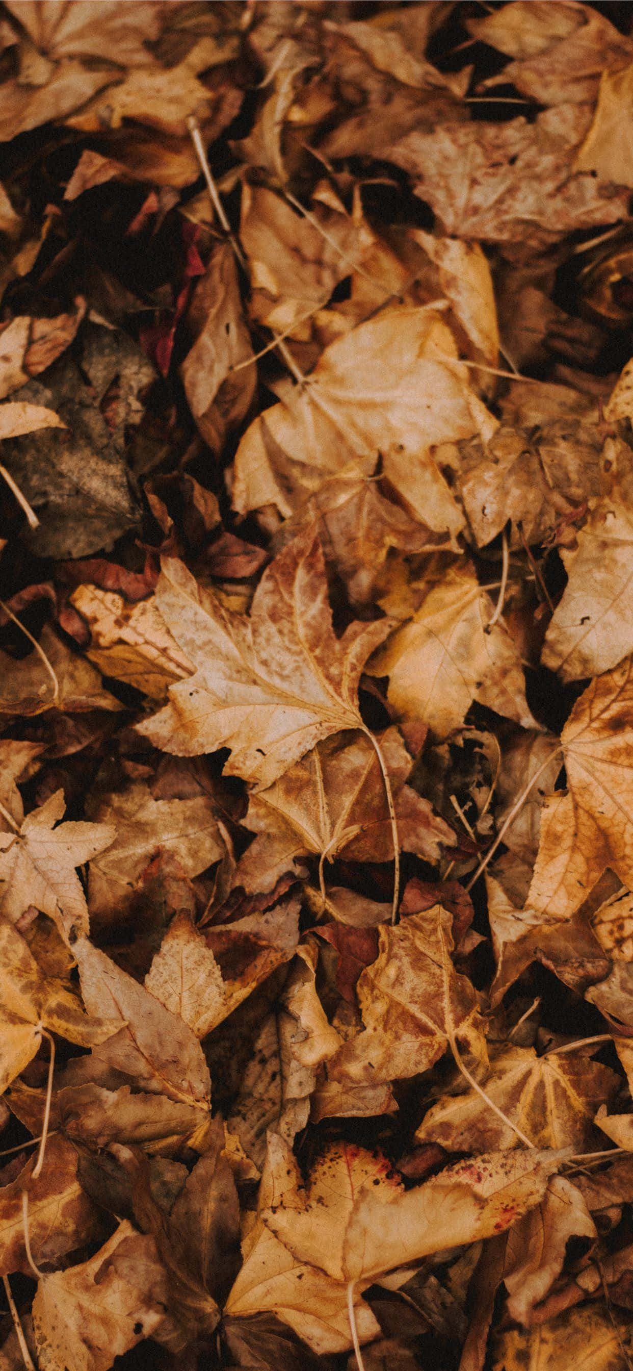 brown leaves, autumn, dry leaves, 2K Phone Wallpaper