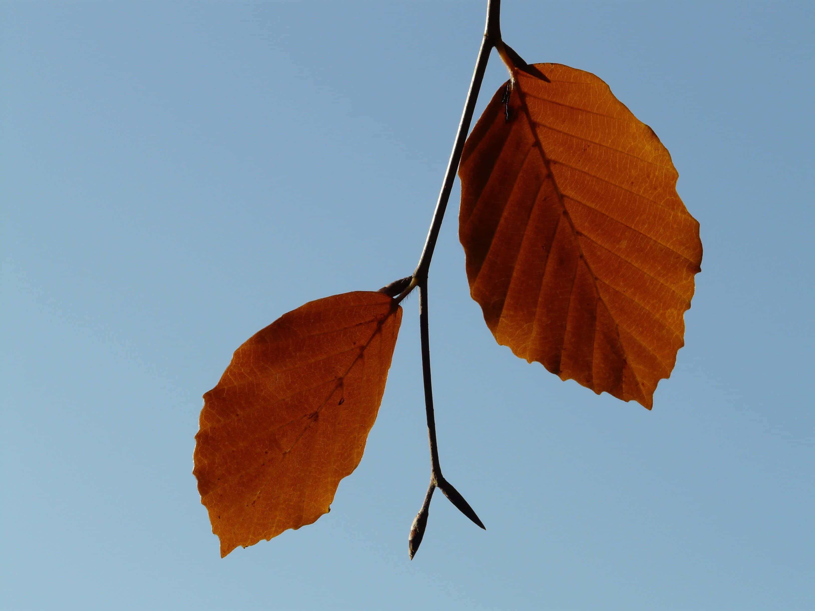 brown leaves, amber autumn leaves, slender branch, 2K Desktop Wallpaper