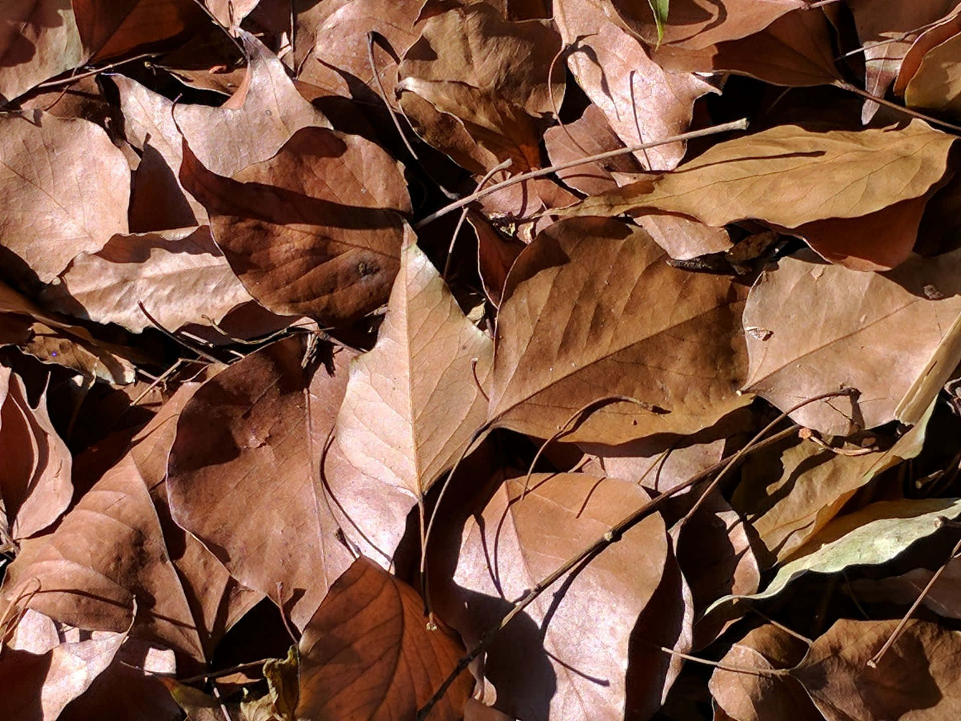 brown leaves, autumn, sunlit, Full HD Desktop Wallpaper