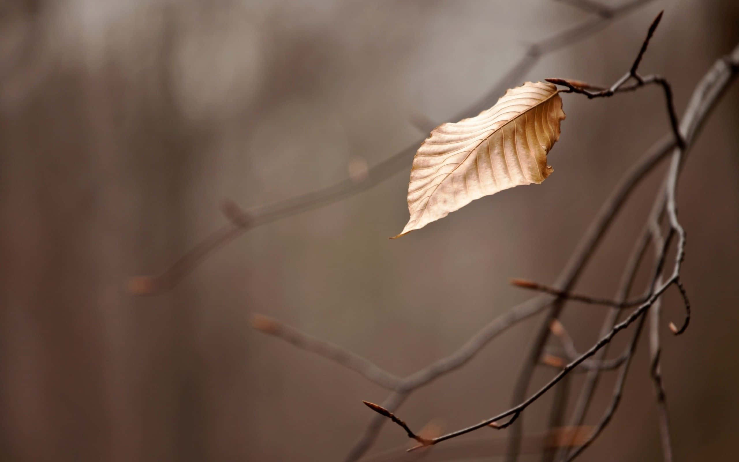 brown leaves, golden-brown leaf, bare branch, 2K Desktop Wallpaper