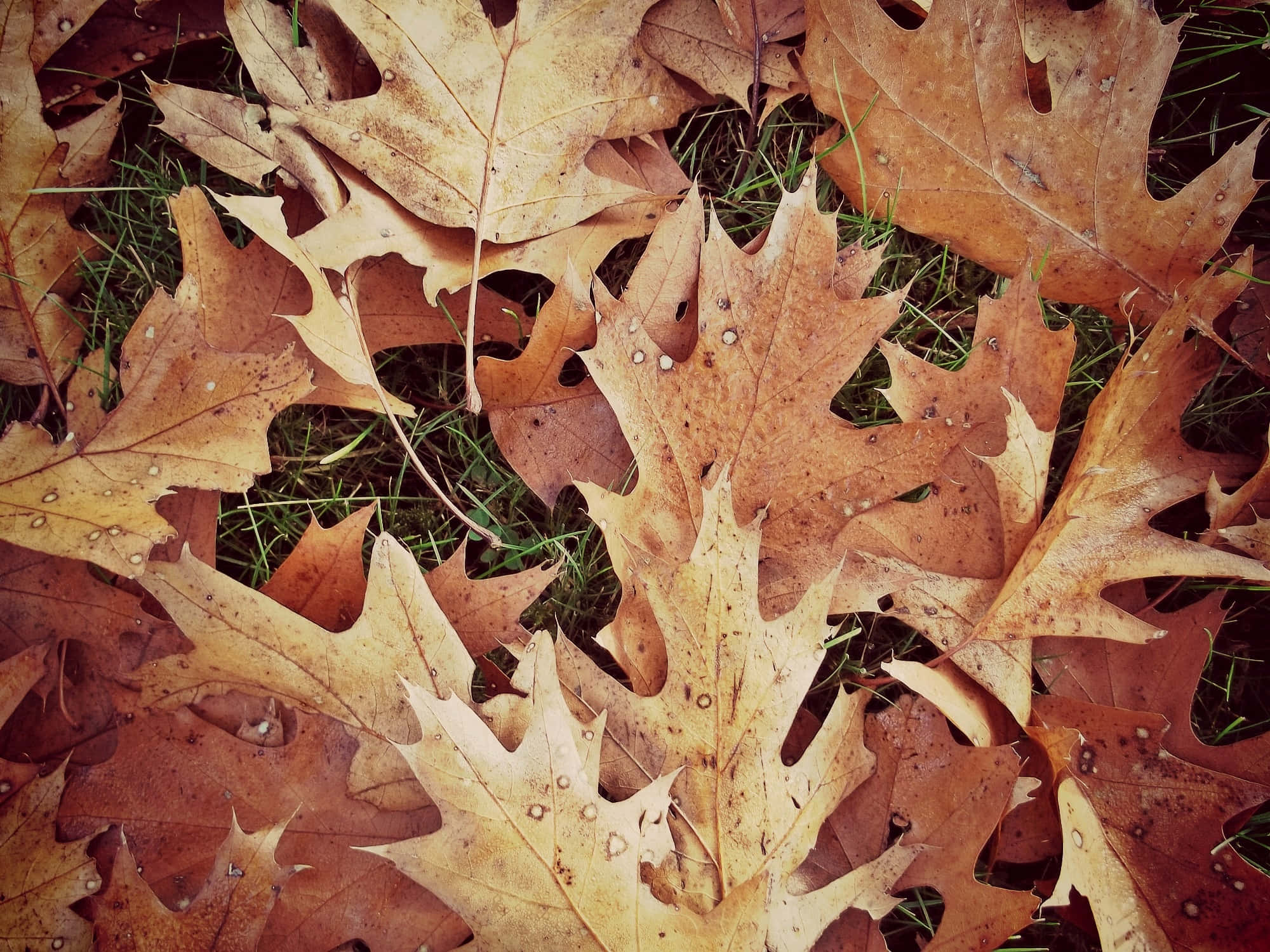 brown leaves, oak leaves, autumn, Full HD Desktop Wallpaper