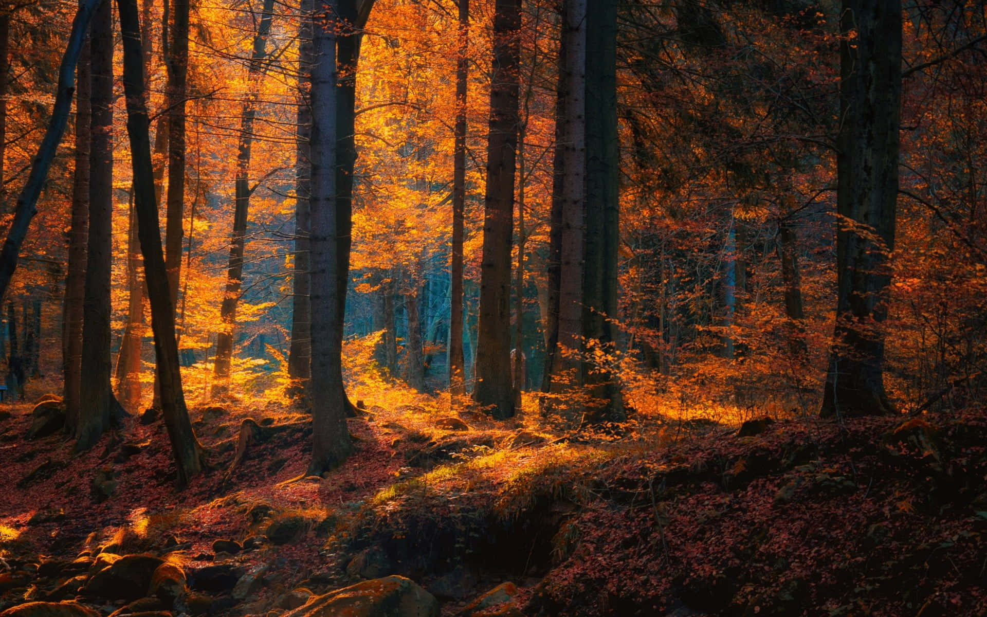 Brown Leaves, autumn trees, forest floor, Full HD Desktop Wallpaper