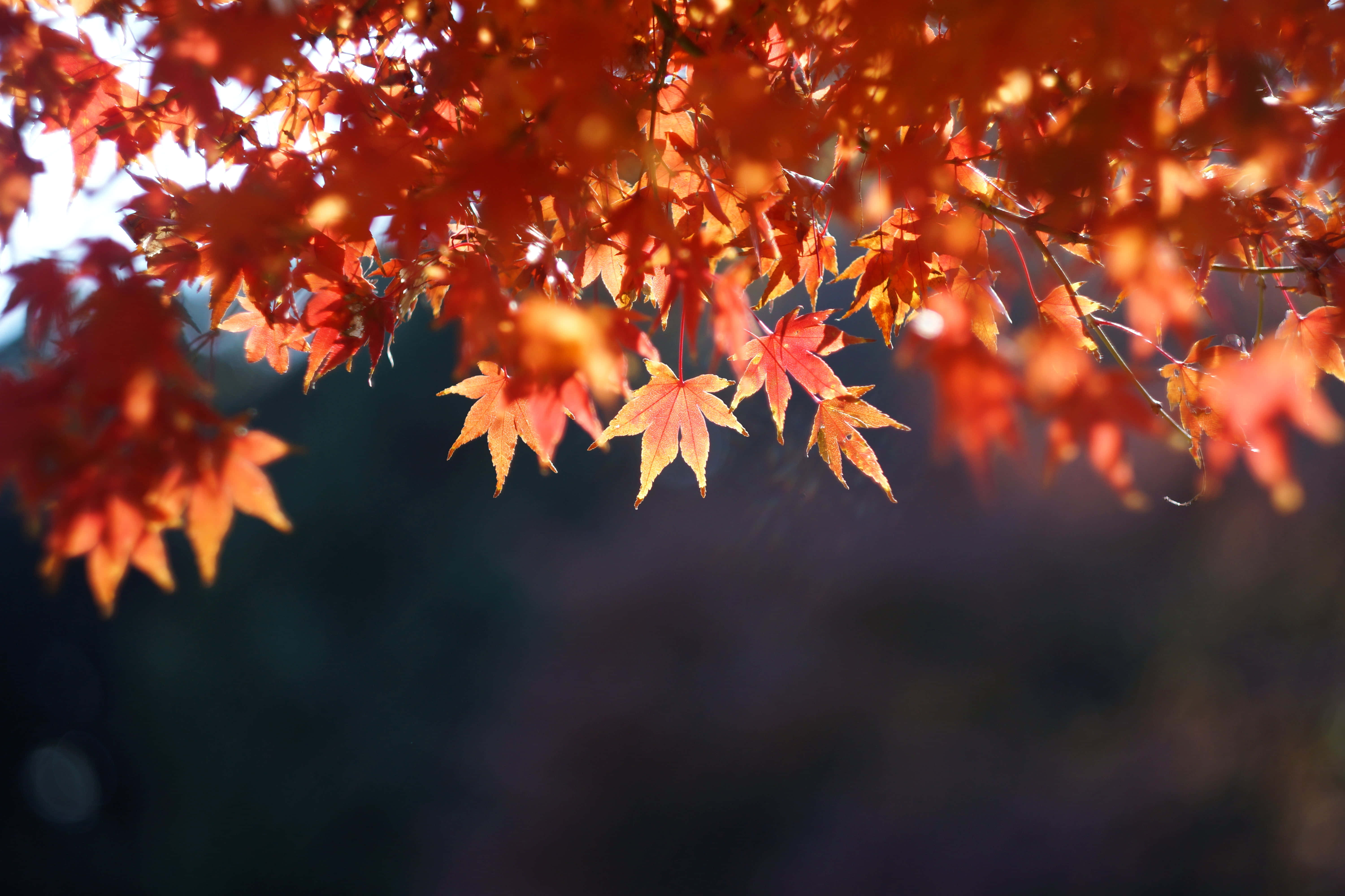 brown leaves, orange maple leaves, soft sunlight, 5K Desktop Wallpaper