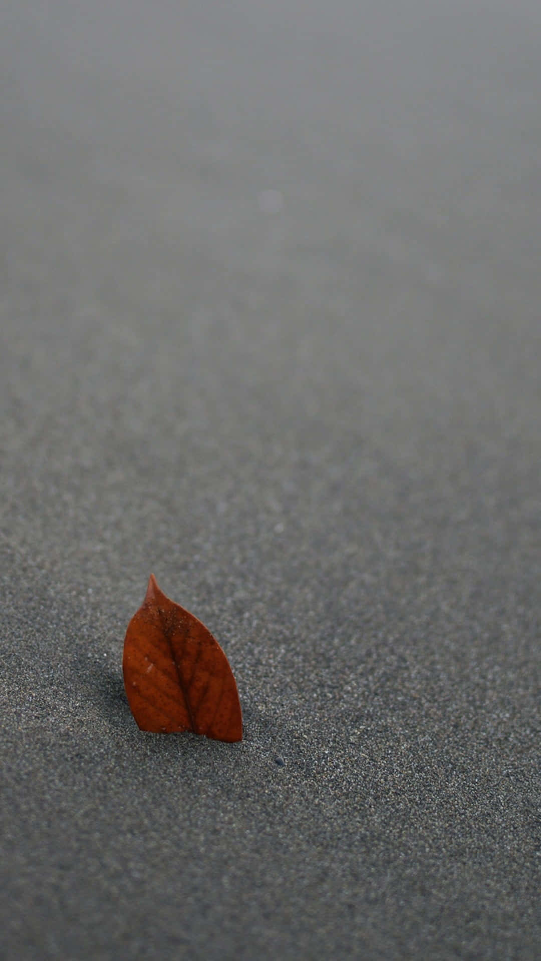 brown leaves, dried brown leaf, textured gray concrete surface, Full HD Phone Wallpaper