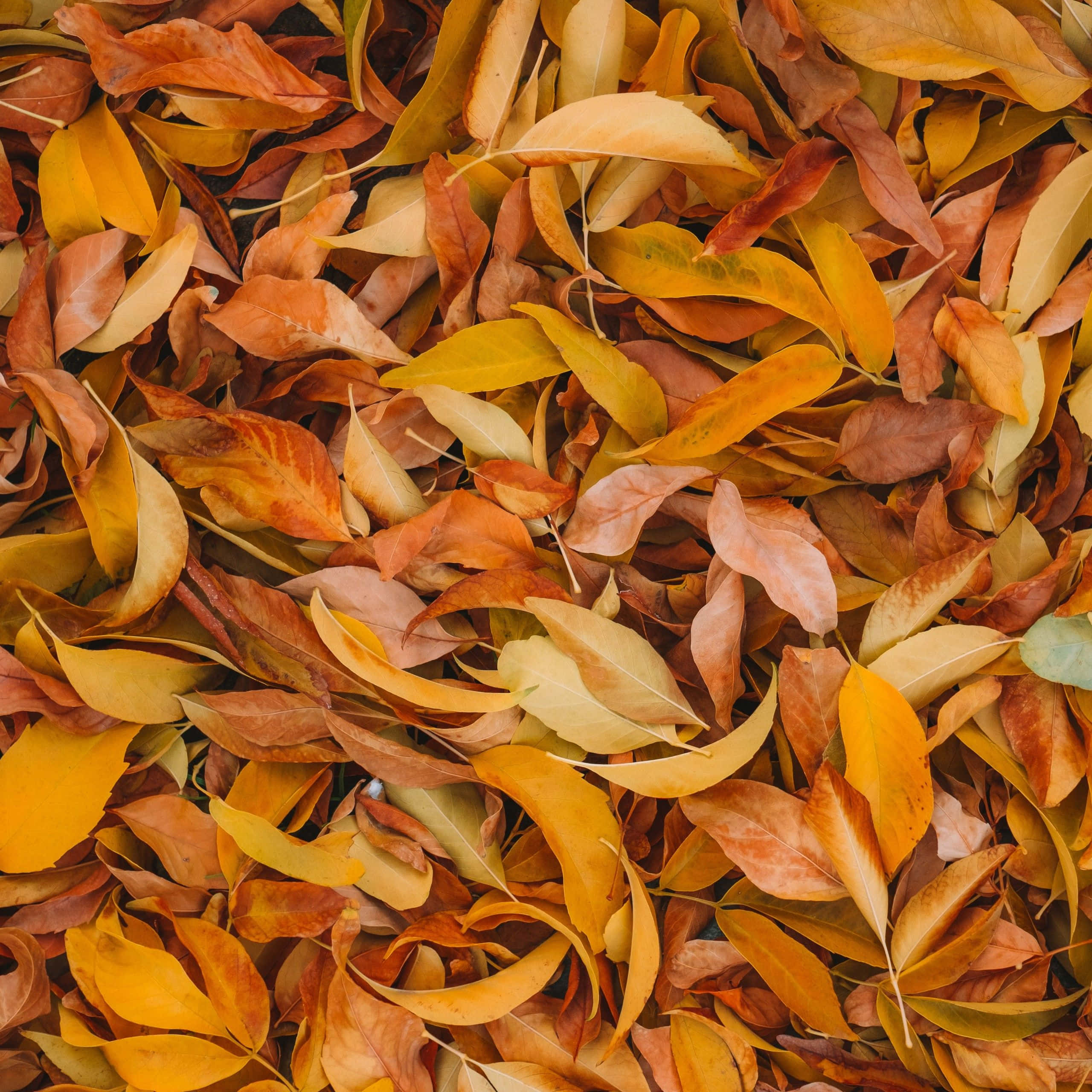 brown leaves, autumn leaves, warm orange yellow, 2K Desktop Wallpaper