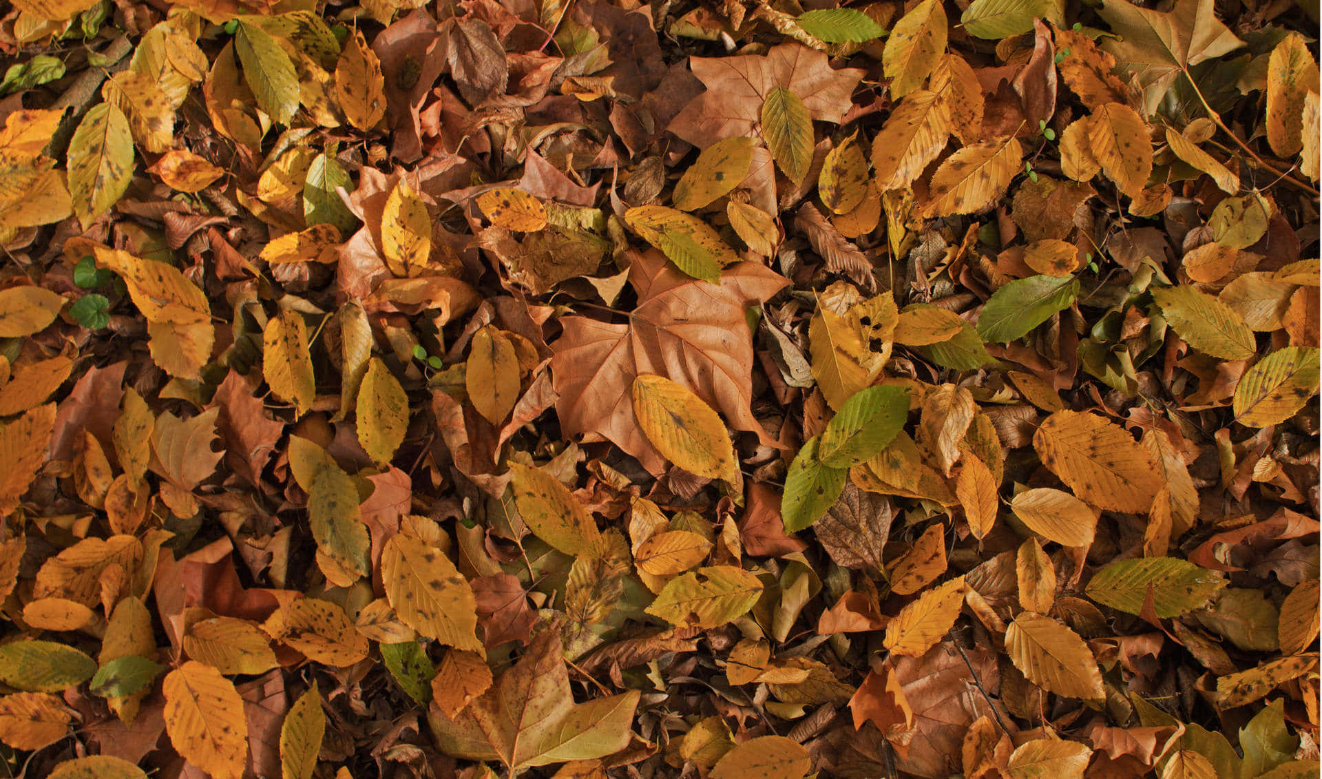 Brown Leaves, autumn leaves, warm golds, Full HD Desktop Wallpaper