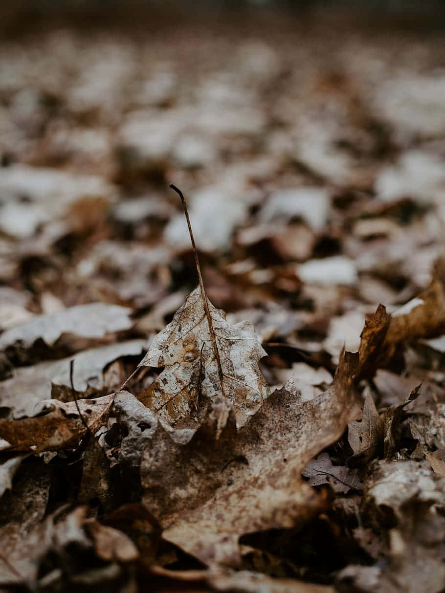 brown leaves, autumn, crisp autumn leaf, SD Phone Wallpaper
