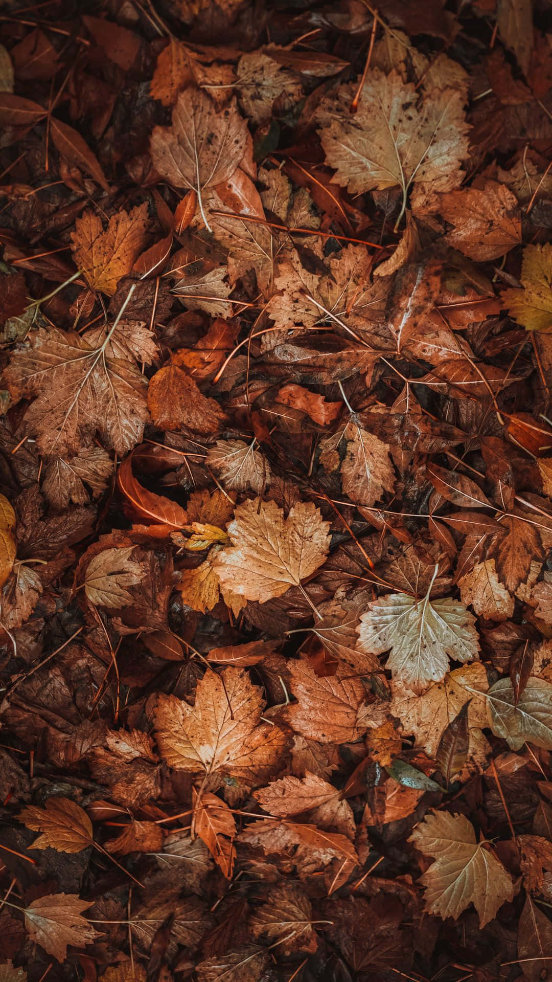 brown leaves, autumn leaves, forest floor, Full HD Phone Wallpaper