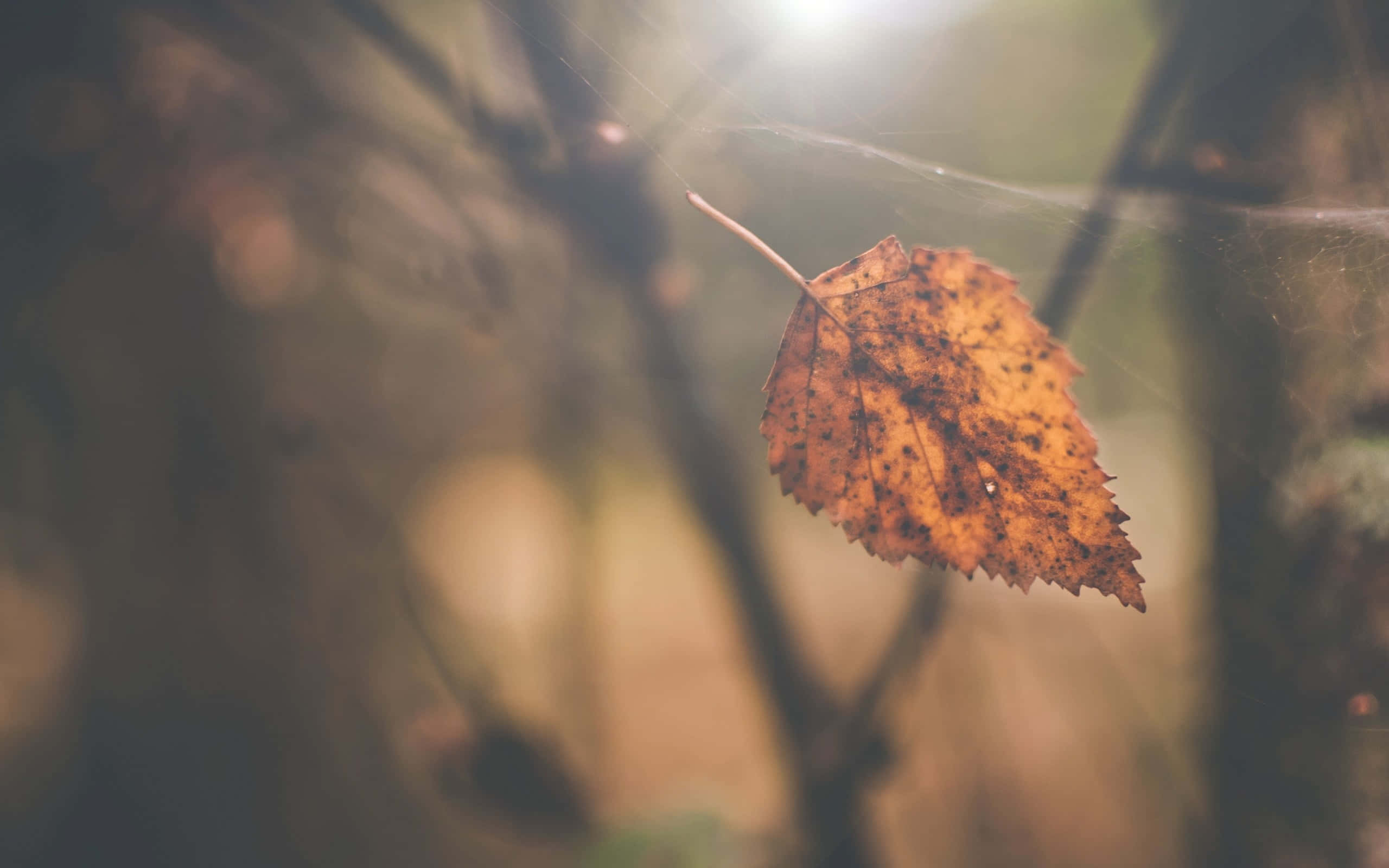 brown leaves, autumn leaf, brown spots, 2K Desktop Wallpaper