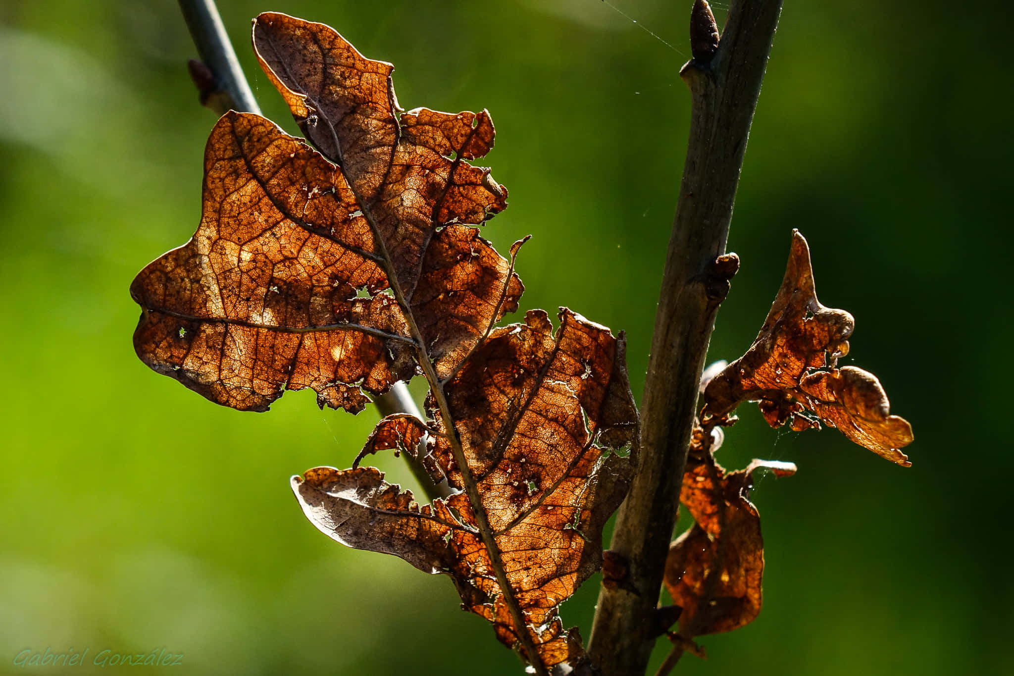 Brown Leaves, dried oak leaves, branch, Full HD Desktop Wallpaper