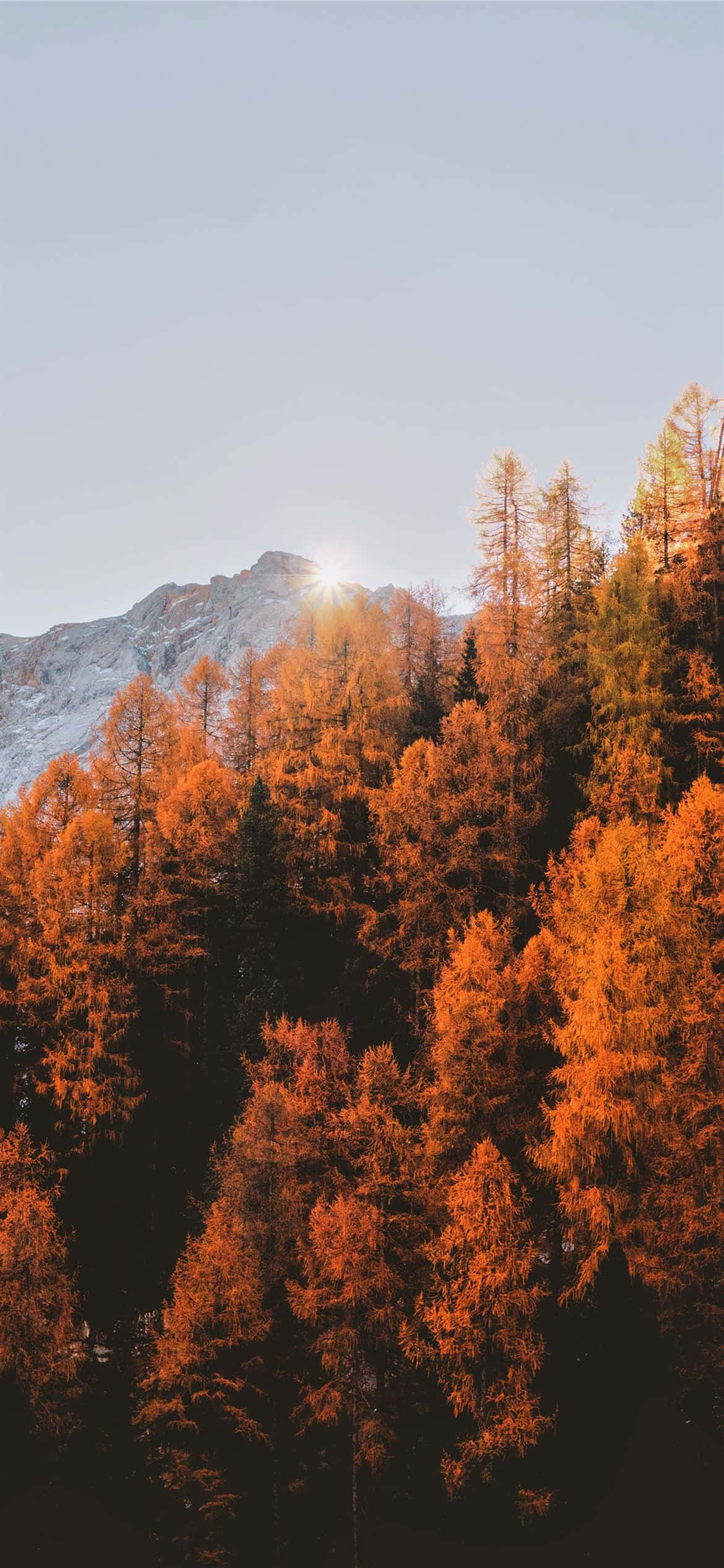Brown Leaves, fiery orange autumn trees, snow-capped peaks, Full HD Phone Wallpaper