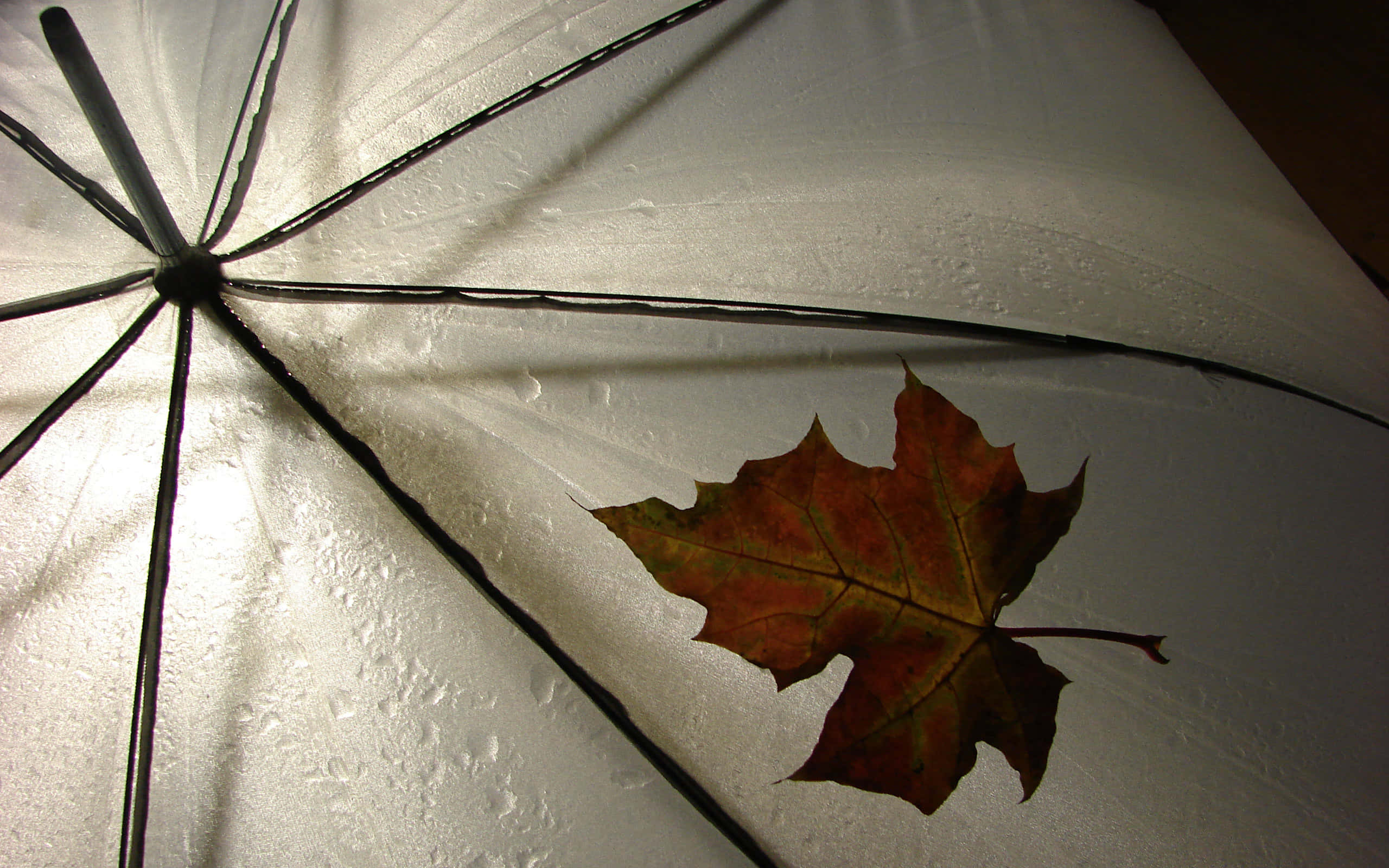 brown leaves, autumn maple leaf, wet white umbrella, 2K Desktop Wallpaper