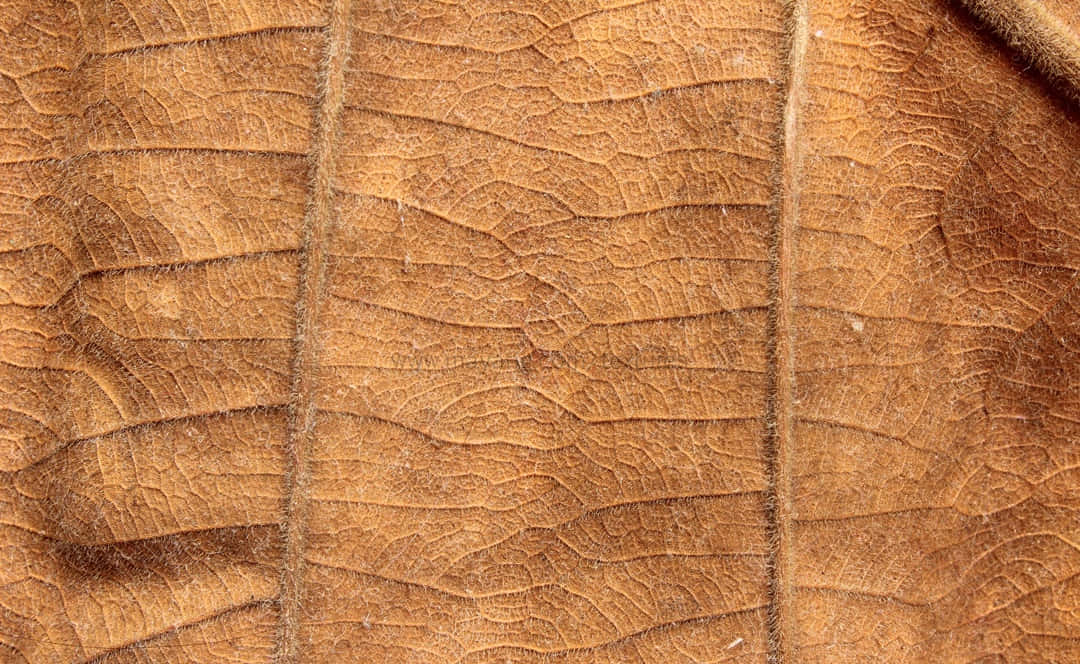Brown Leaves, forest floor, dried leaf, SD Desktop Wallpaper