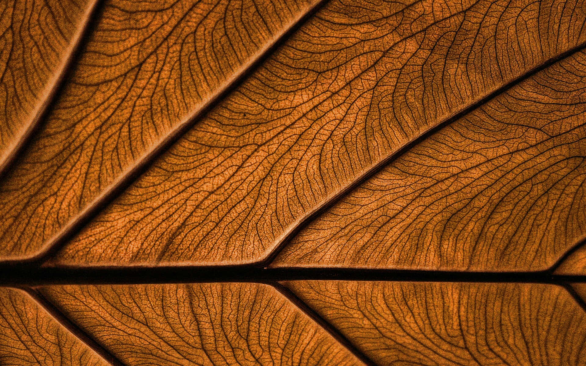 Brown Leaves, autumn, dried leaf, Full HD Desktop Wallpaper