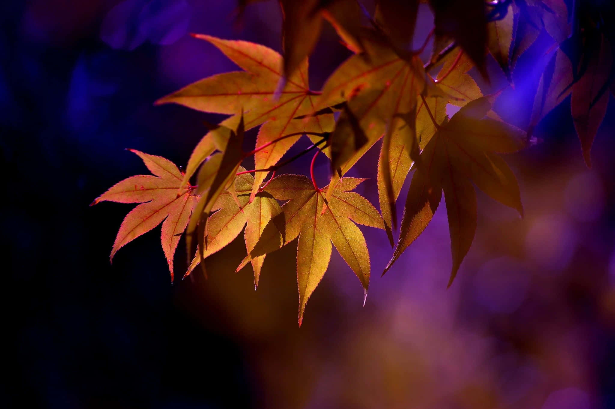 Brown Leaves, Golden maple leaves, deep purple bokeh background, Full HD Desktop Wallpaper